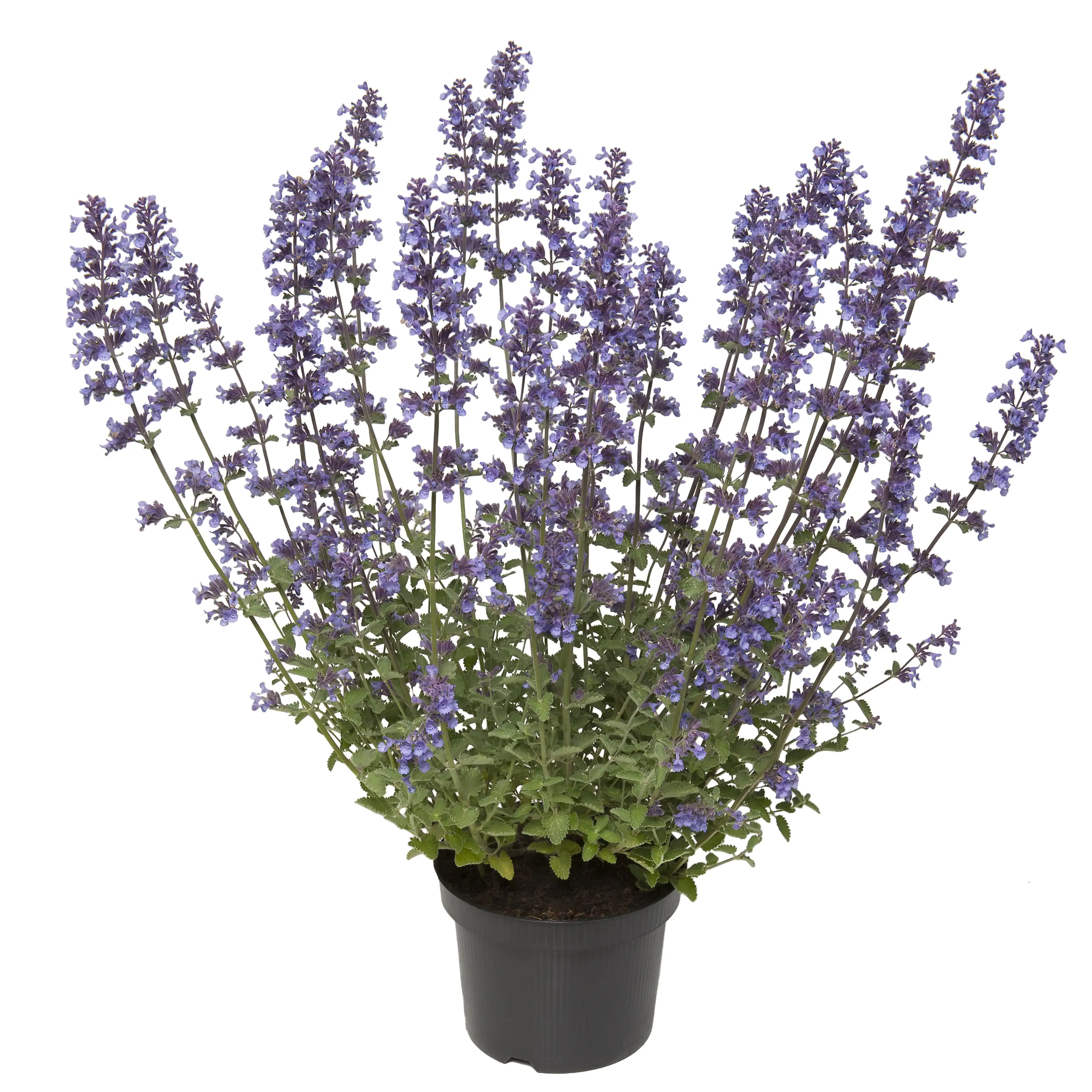 Katzenminze Nepeta H 30+  5 L Container