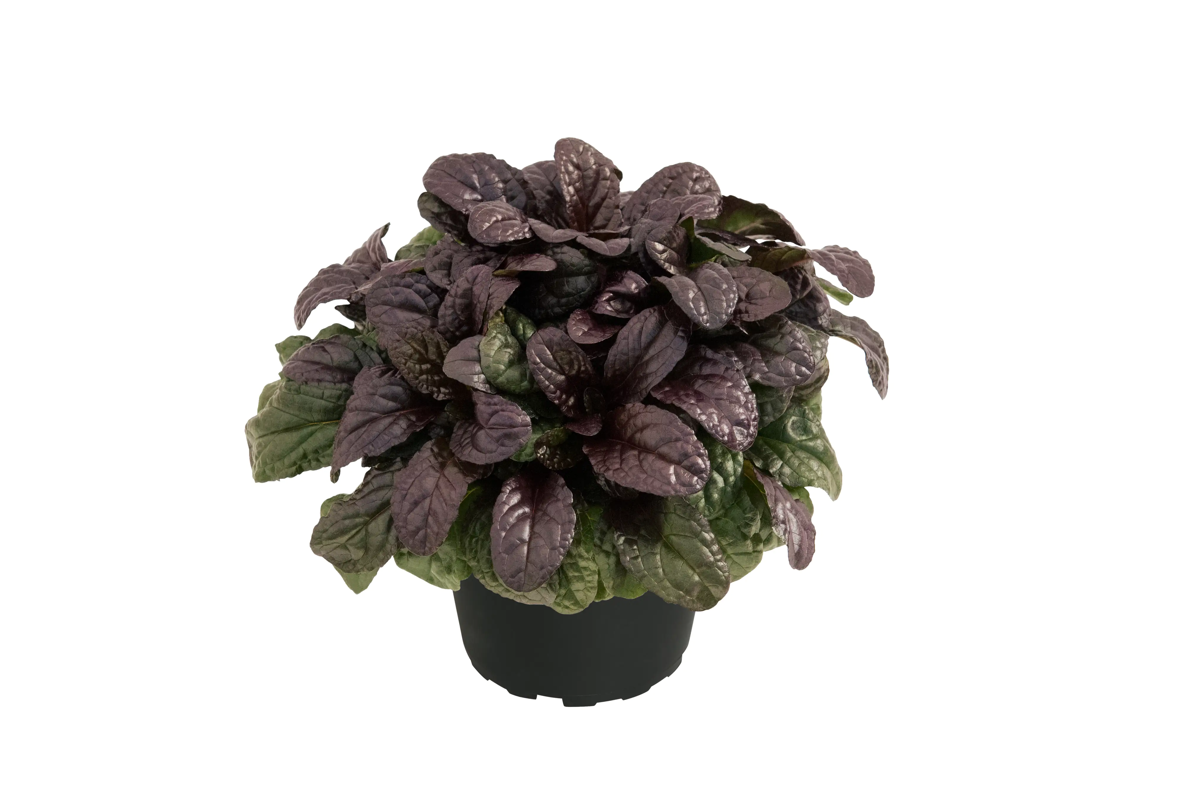 Kriechende Günsel Ajuga reptans 17 cm Topf