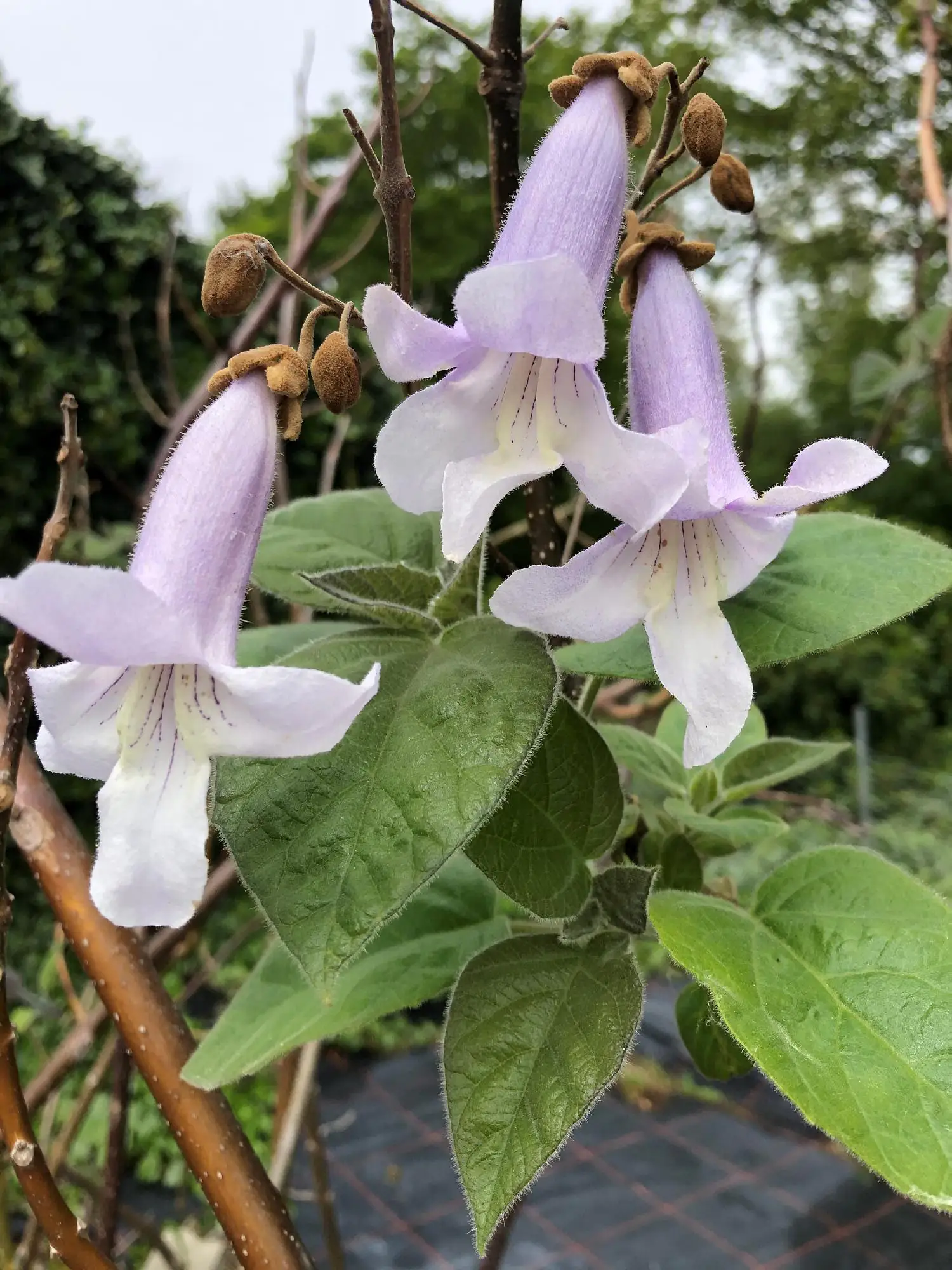 CO2 Klimaheld Blauglockenbaum 21 cm Topf