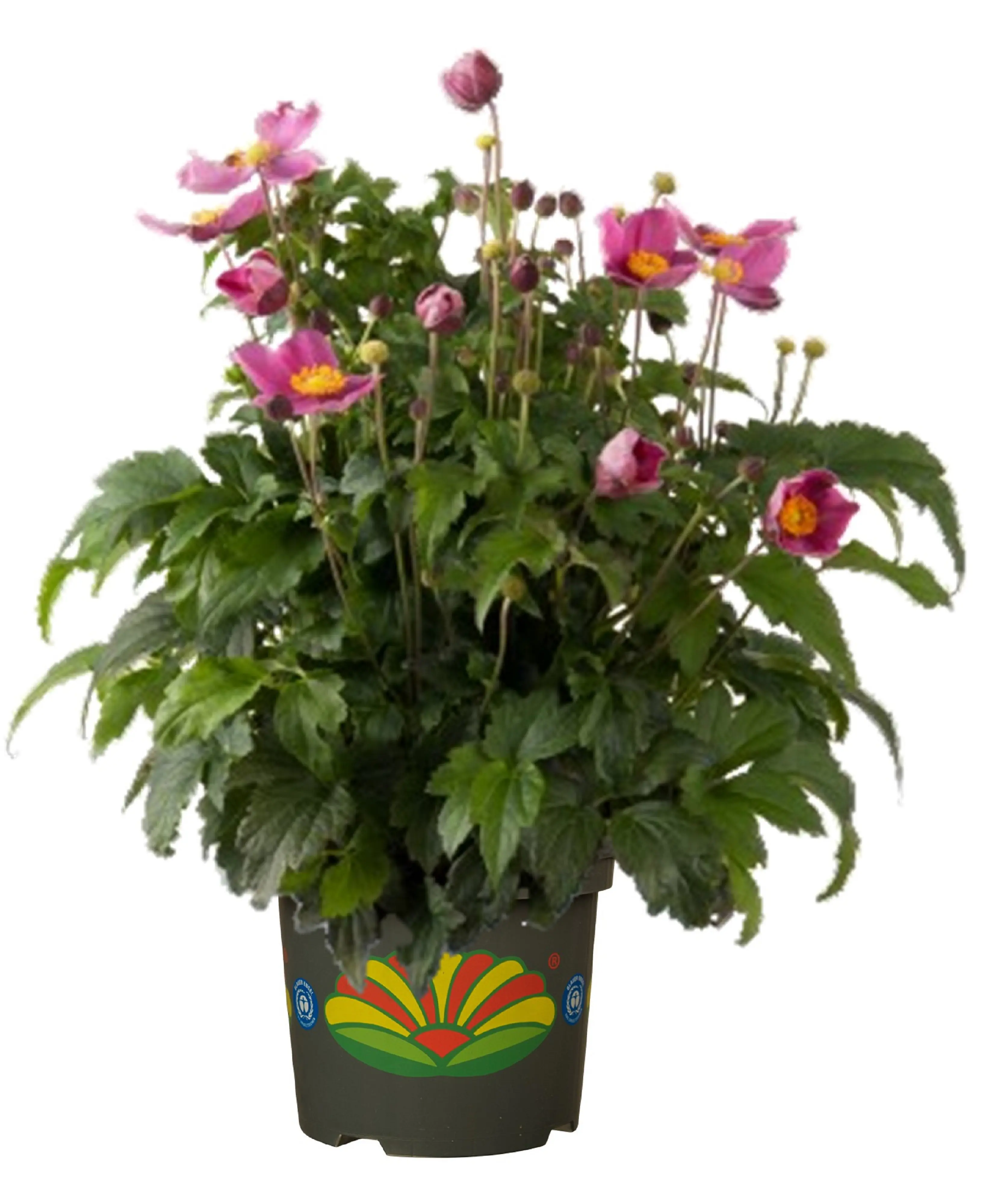 Windröschen Anemone verschiedene Farben 2 Liter