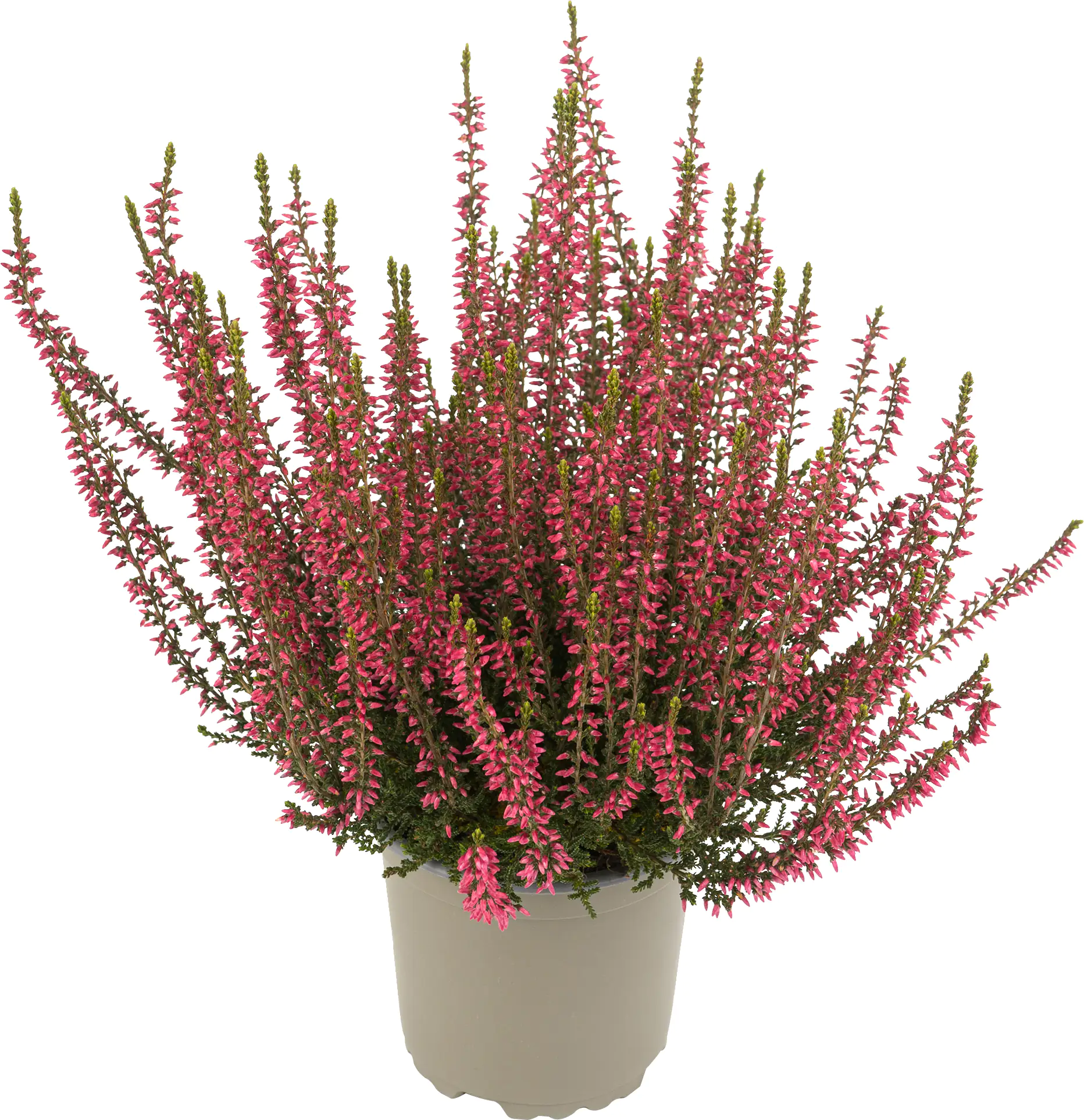 Heidekraut Calluna Garden Girls Uni 11 cm Topf Heidekraut Calluna Garden Girls Uni 11 cm Topf