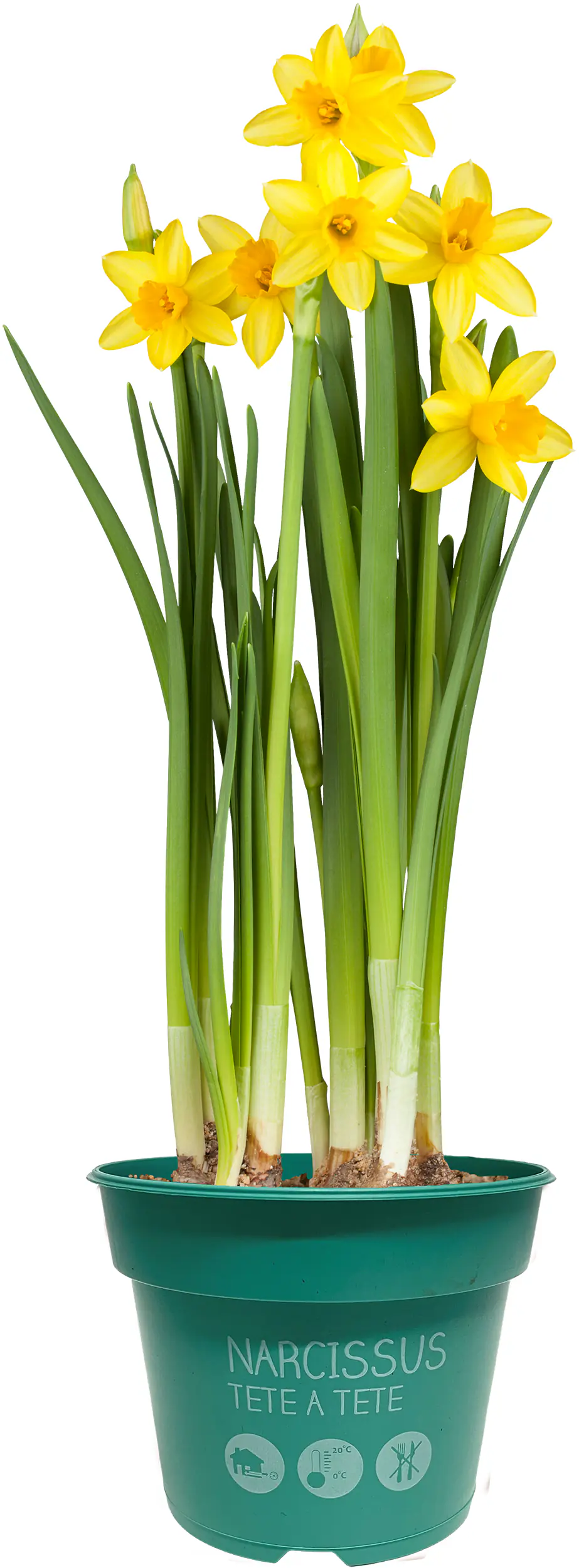 Zwiebelpflanzen im 9 cm Topf Narzissen Narcissus Tete a Tete