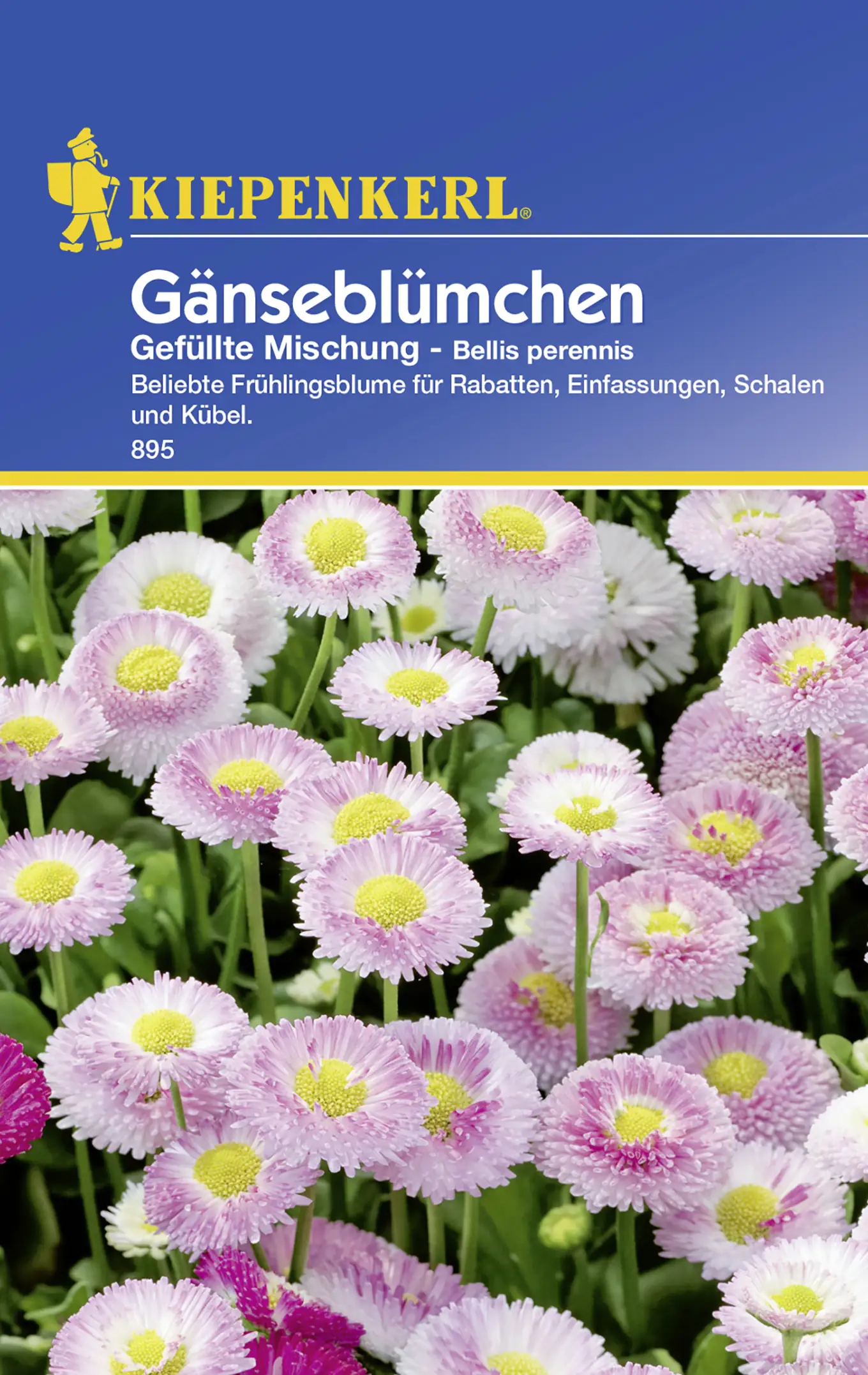 Kiepenkerl Gänseblümchen Gefüllte Mischung Bellis perennis, Inhalt: ca. 50 Pflanzen Kiepenkerl Gänseblümchen Gefüllte Mischung Bellis perennis, Inhalt: ca. 50 Pflanzen