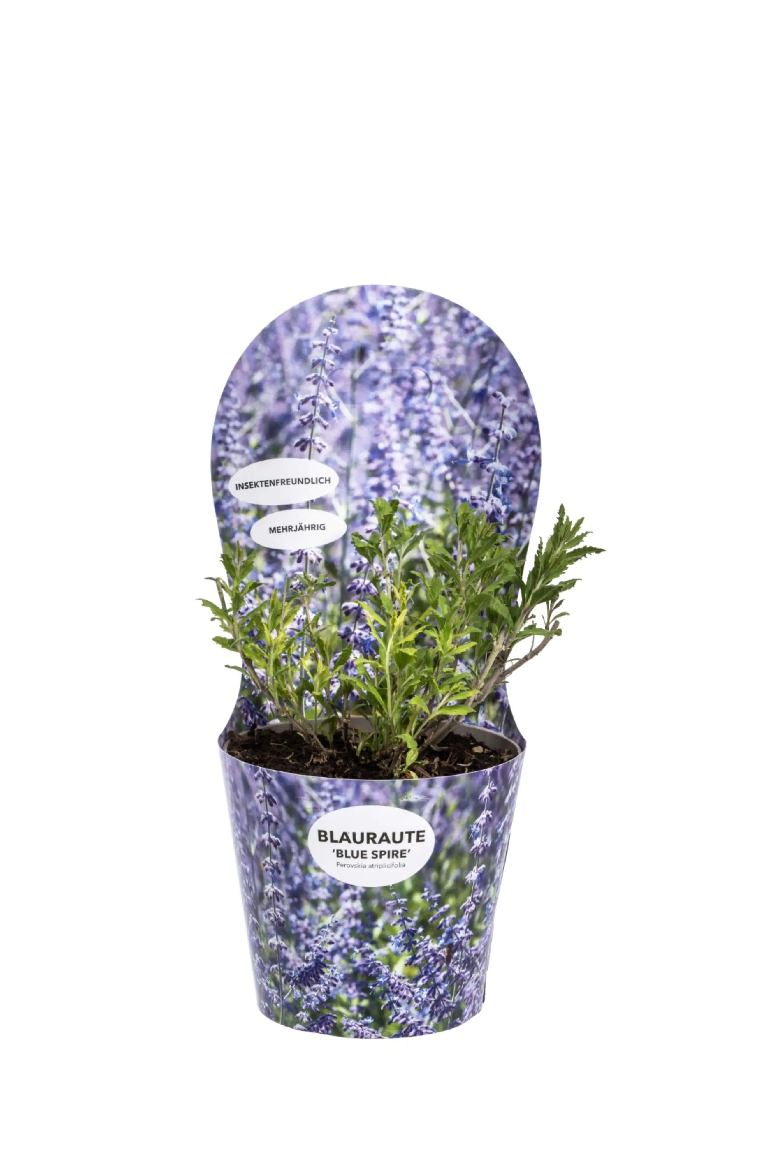 Perovskia Blauraute 19 cm