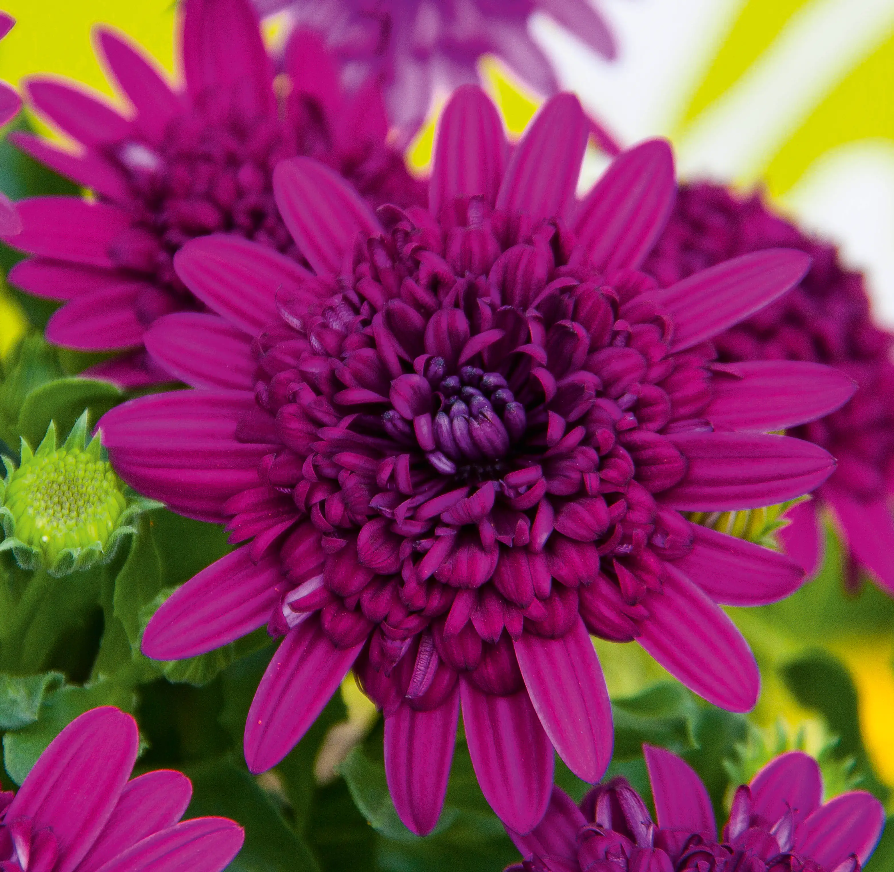 Kapkörbchen in Sorten Osteospermum H 25 cm+  5 L Container Kapkörbchen in Sorten Osteospermum H 25 cm+  5 L Container