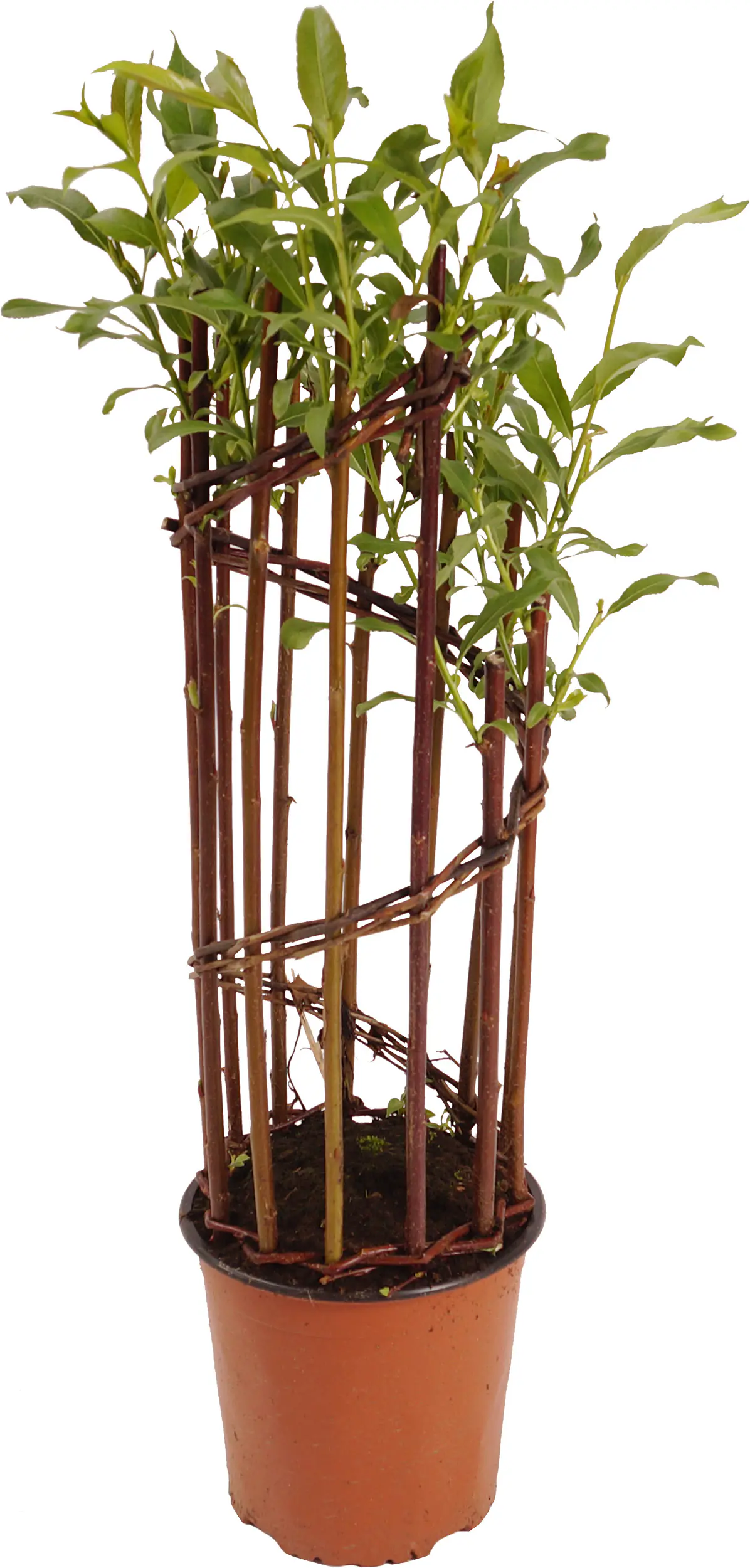 Salix Americana Flechtweide 18 cm Topf verschiedene Formen