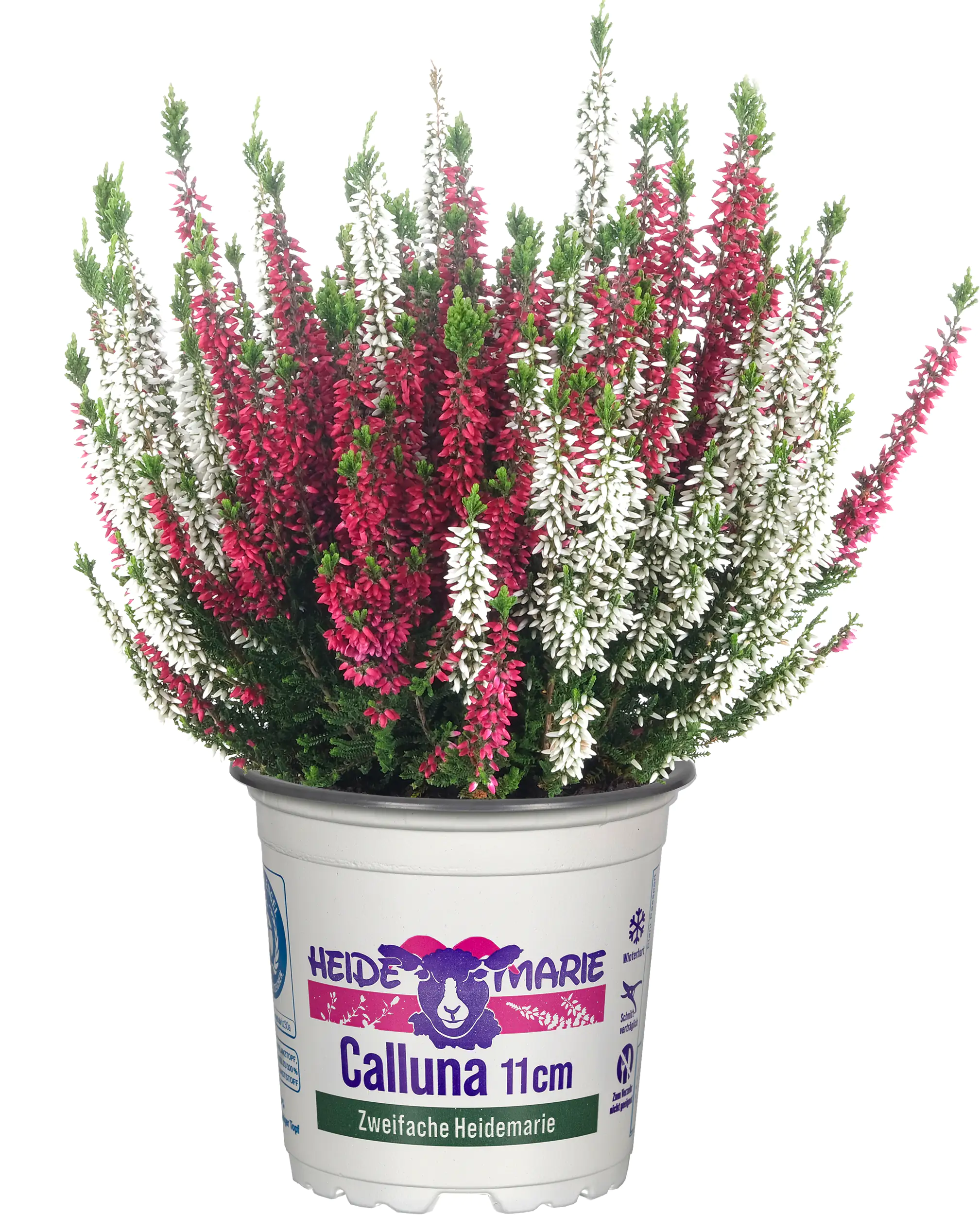 Heidemarie Calluna vulgaris die Zweifache Heidemarie®  H 12 - 15 cm P11 Container Heidemarie Calluna vulgaris die Zweifache Heidemarie®  H 12 - 15 cm P11 Container