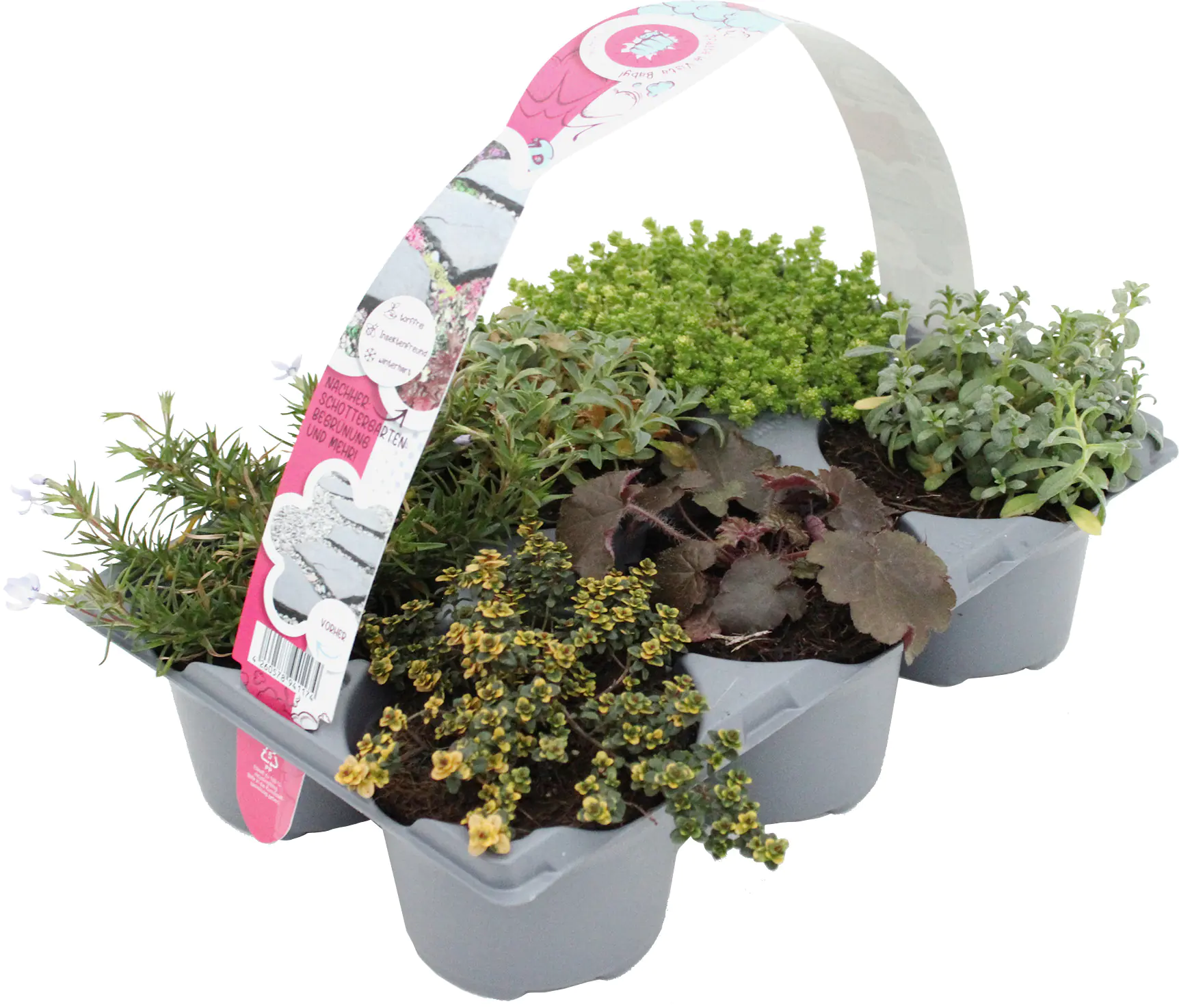 Pflasta la vista Pflanzen-Mix Sixpack 9 cm