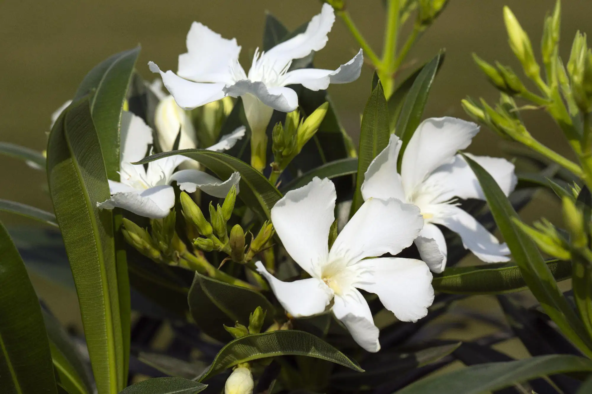 Rosenlorbeer Oleander Busch H 50 - 60 cm 19 cm Topf Rosenlorbeer Oleander Busch H 50 - 60 cm 19 cm Topf