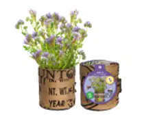 Baza Seeds Nützlingsblumen Nigelle