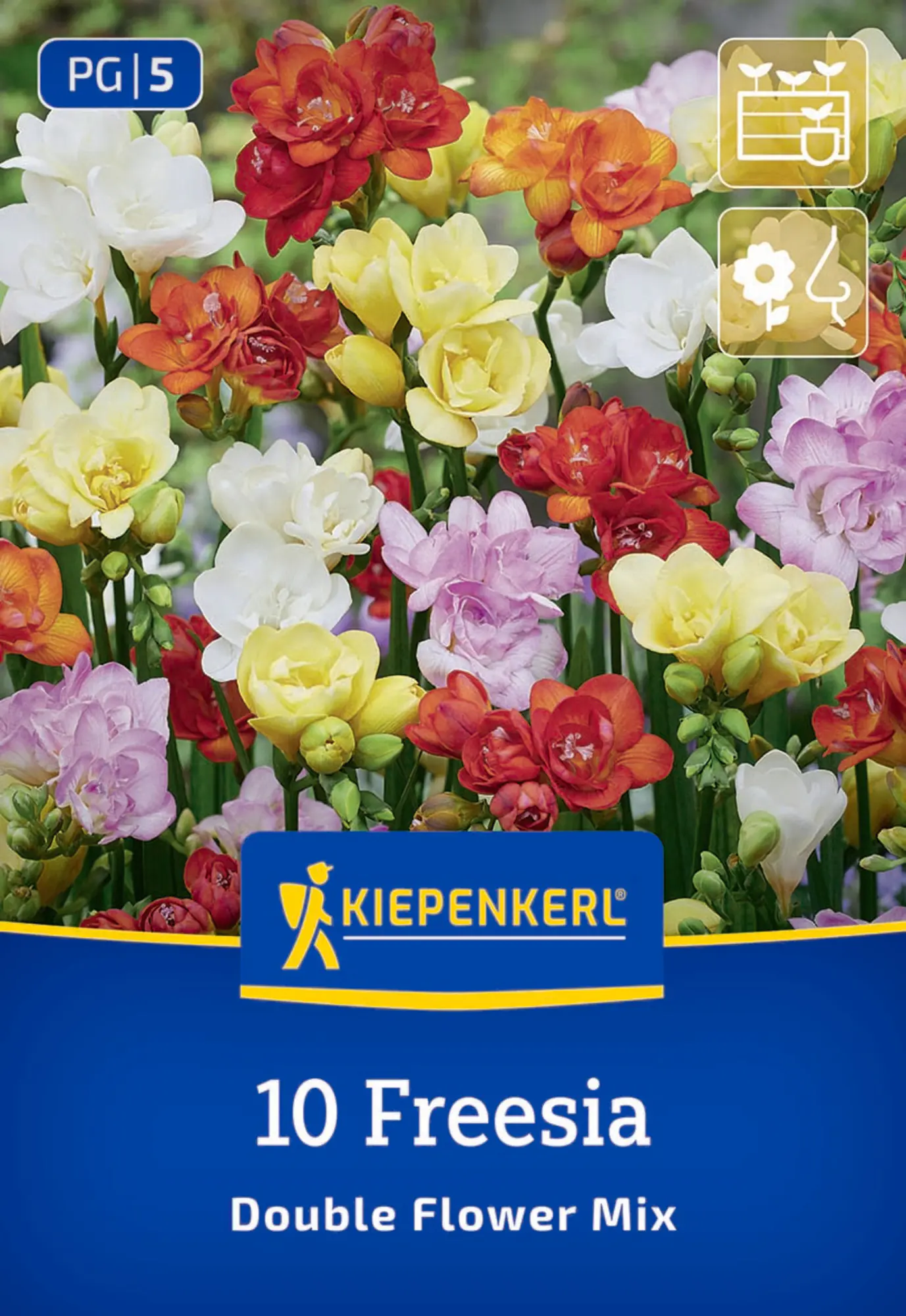 Kiepenkerl Frühjahrsblumenzwiebel Freesien Mischung gefüllte Blüten 10 Stück