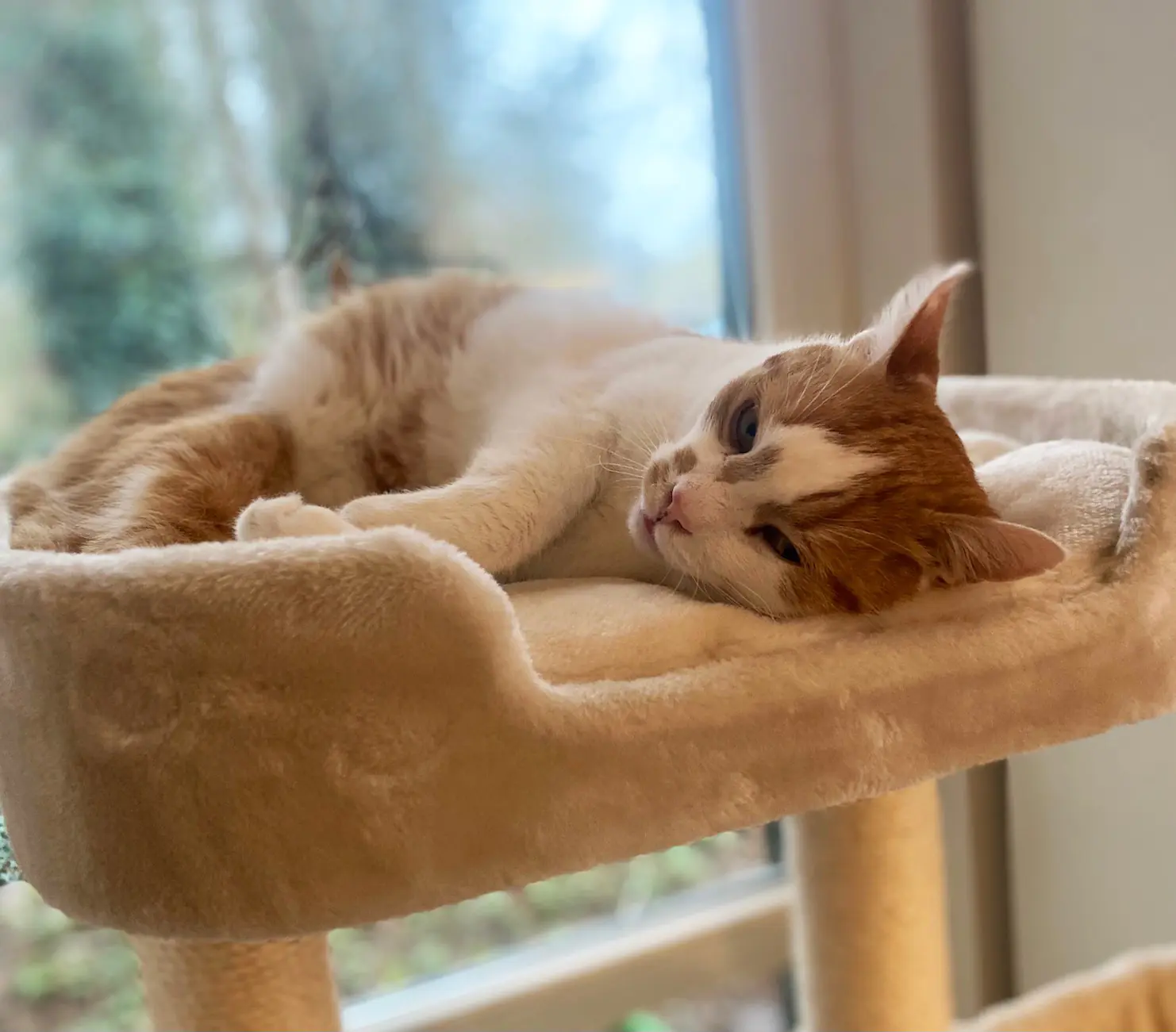 Nobby Kratzbaum Classic Zada H 145 cm cream