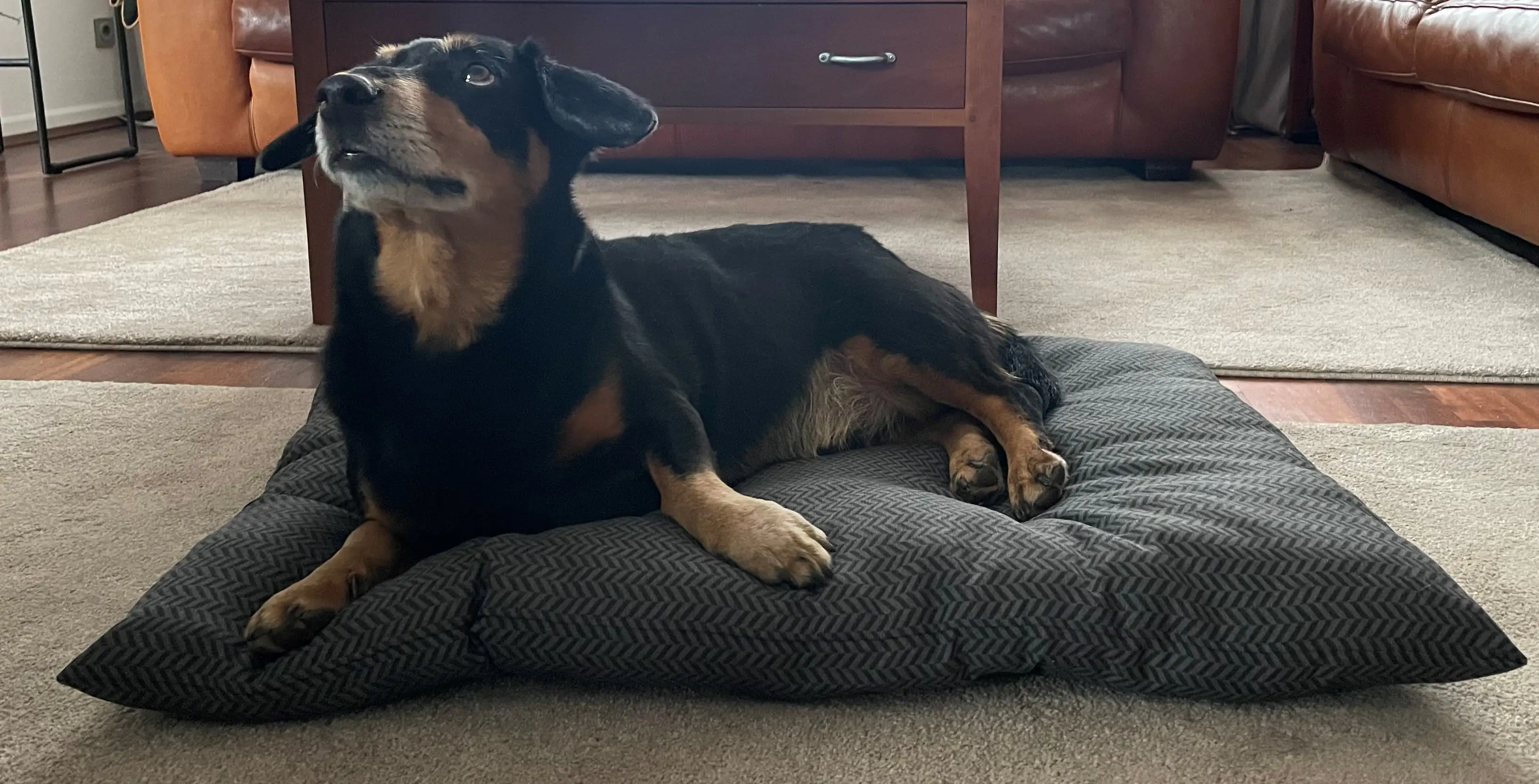 Ollesch Tierbett Lotta L 85 x B 60 cm grau Ollesch Tierbett Lotta L 85 x B 60 cm grau