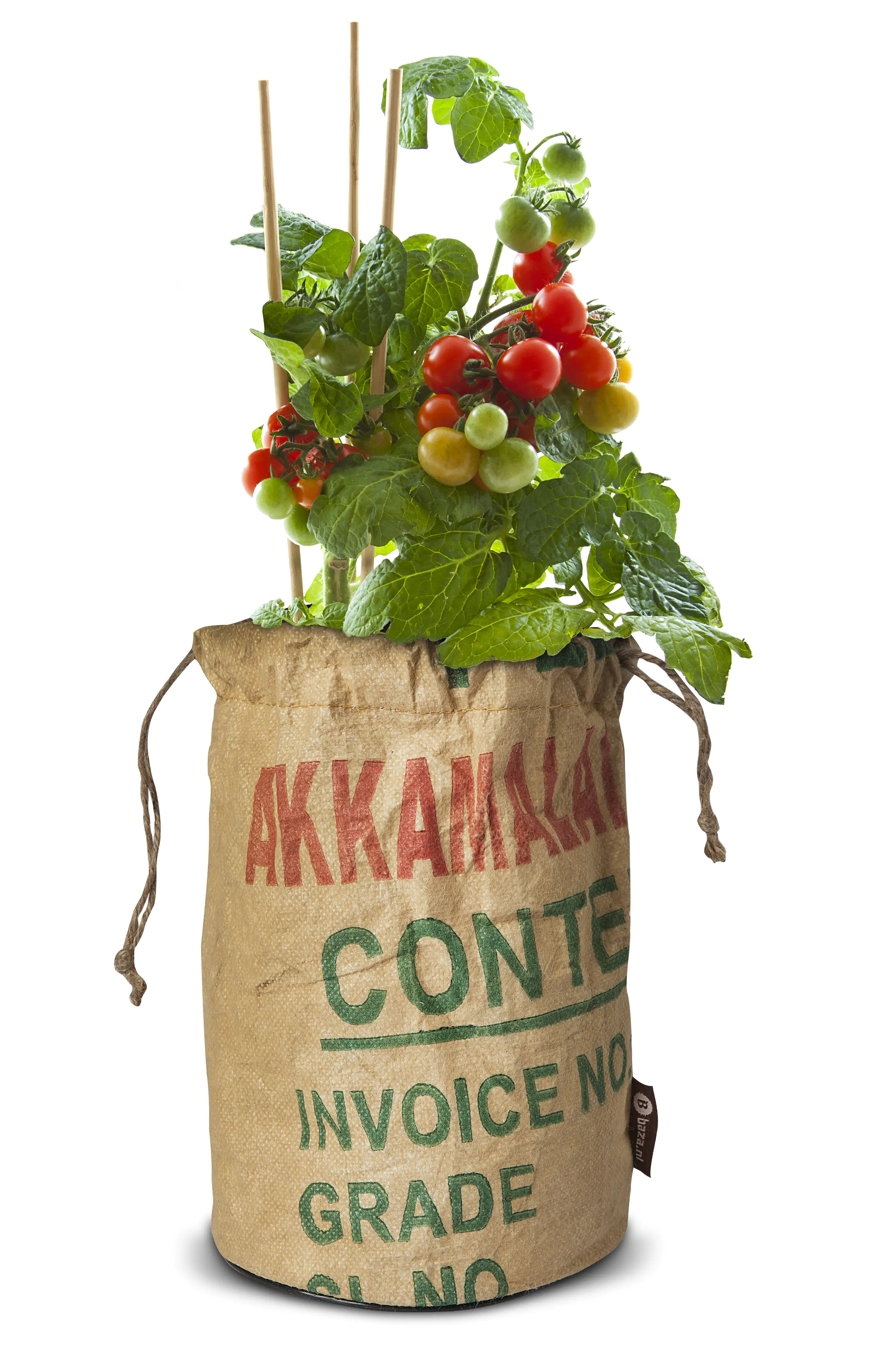 Baza Seeds Tomato Club Bio Tomate Tiny Tim