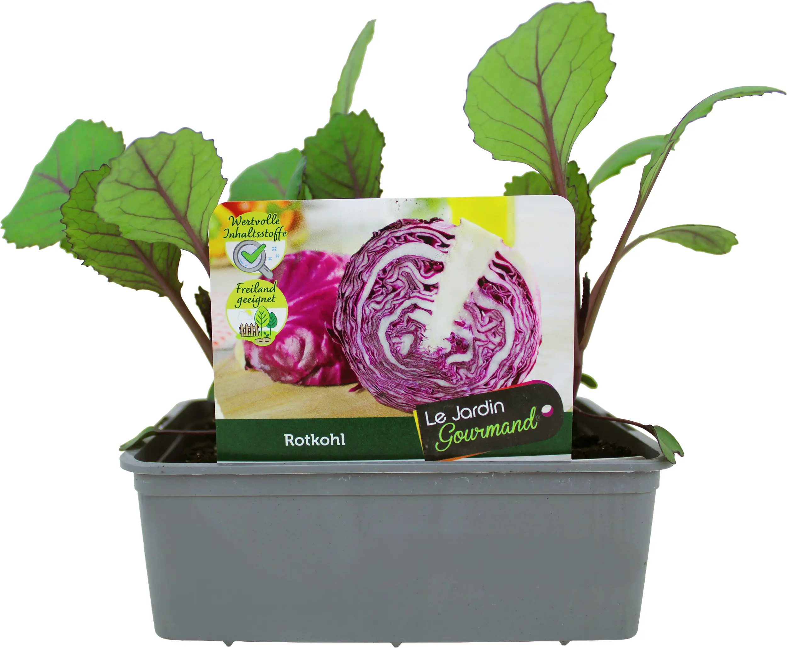 Kohlgemüse"Le Jardin Gourmand" Rotkohl 6er Schale