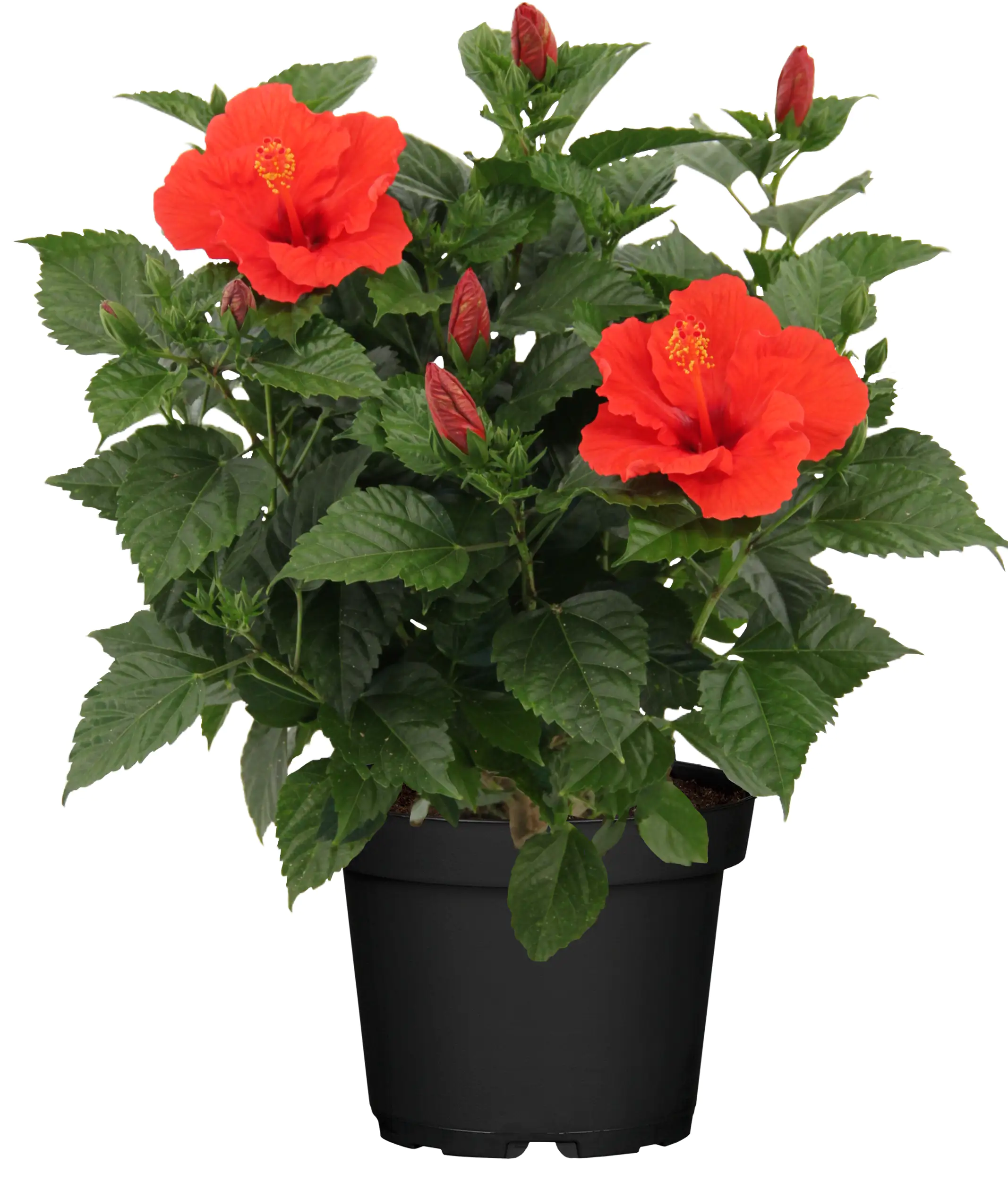 Roseneibisch Hibiscus rosa sinensis 21 cm Topf