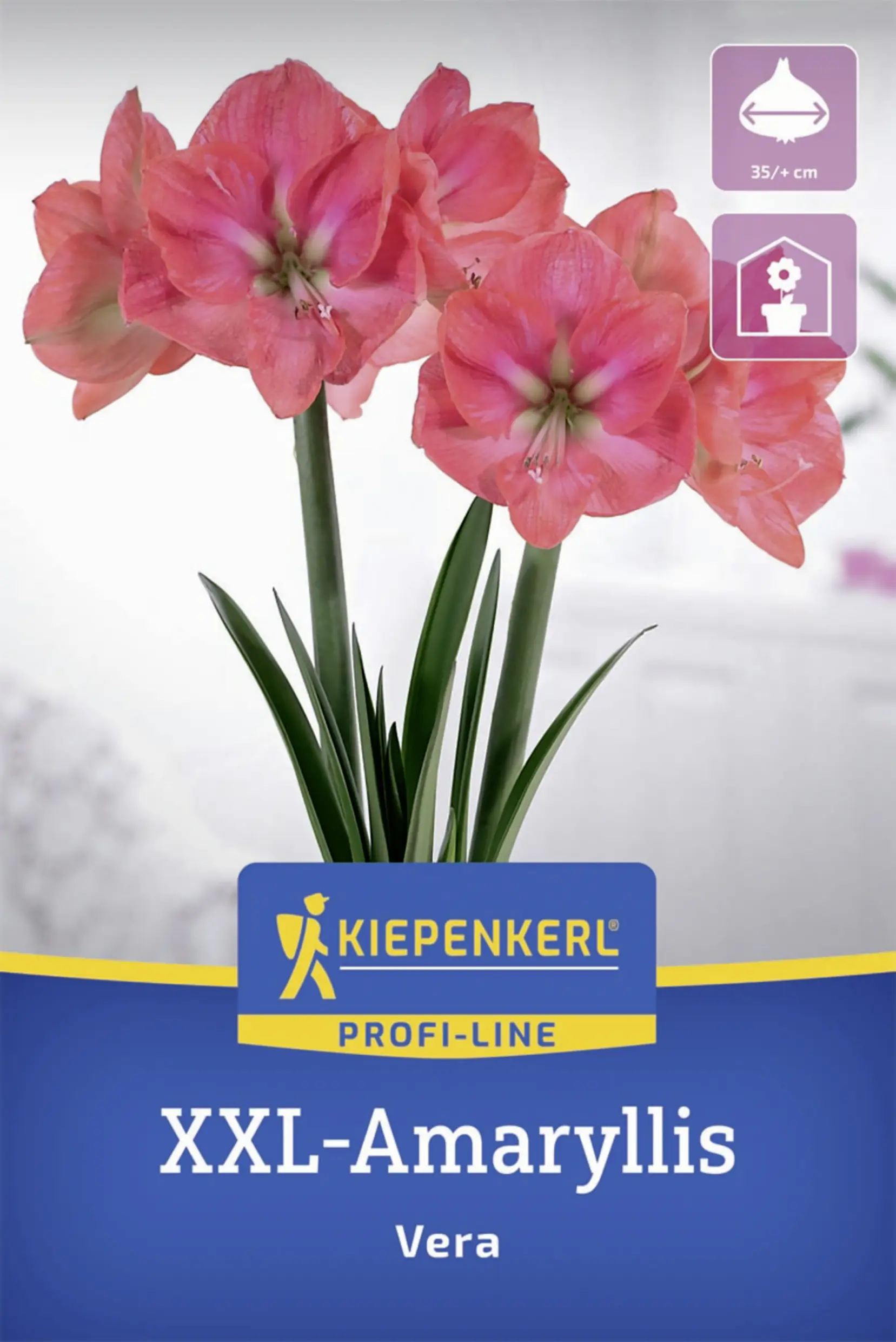 Kiepenkerl Amaryllis Vera rosa 1 Stück