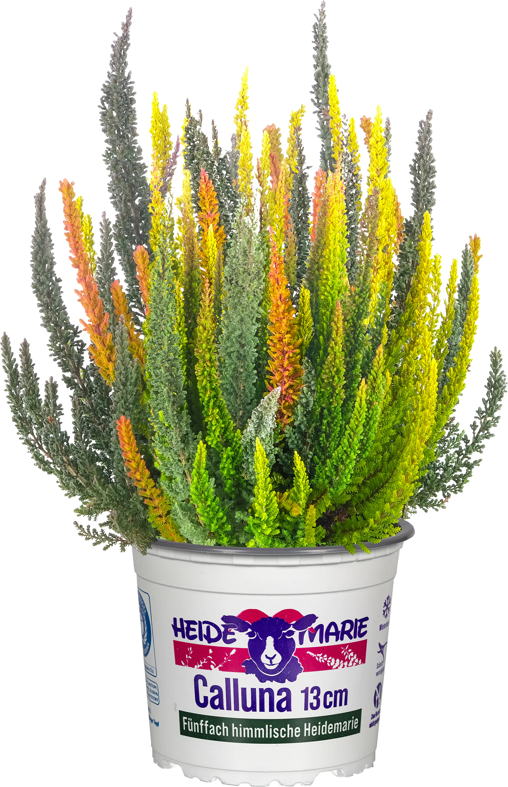 Heidemarie Calluna vulgaris die Fünffach Himmlische Heidemarie®  H 15 - 25 cm P13 Container Heidemarie Calluna vulgaris die Fünffach Himmlische Heidemarie®  H 15 - 25 cm P13 Container