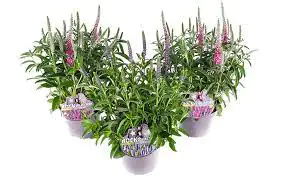 Ähriger Ehrenpreis Veronica spicata H ca 20 cm 13 cm Topf