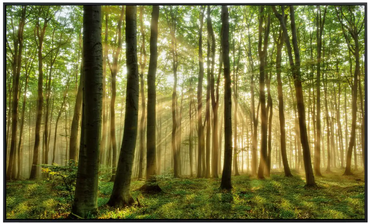 papermoon Infrarotheizkörper EcoHeat 60x120 cm 1200 Watt, Wald Morgensonne