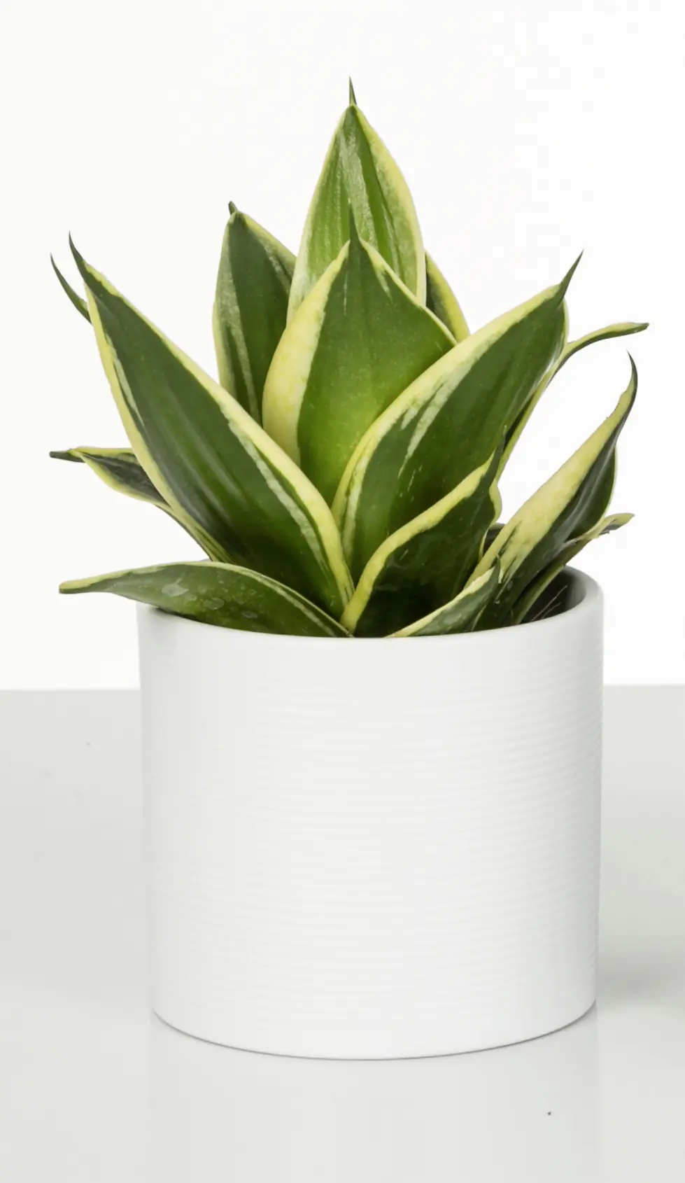 Scheurich Übertopf Serie 828 Ø 33 x 29,7 cm panna
