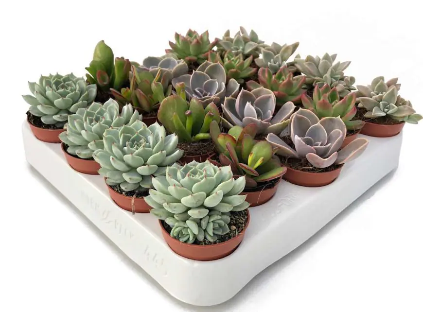 Cactaceae Sukkulenten im 5,5 cm Topf