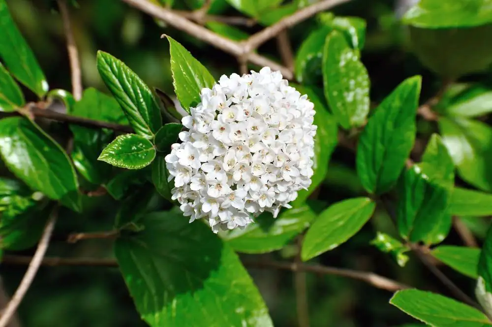 Prachtspiere 3 l Container Prachtspiere 3 l Container