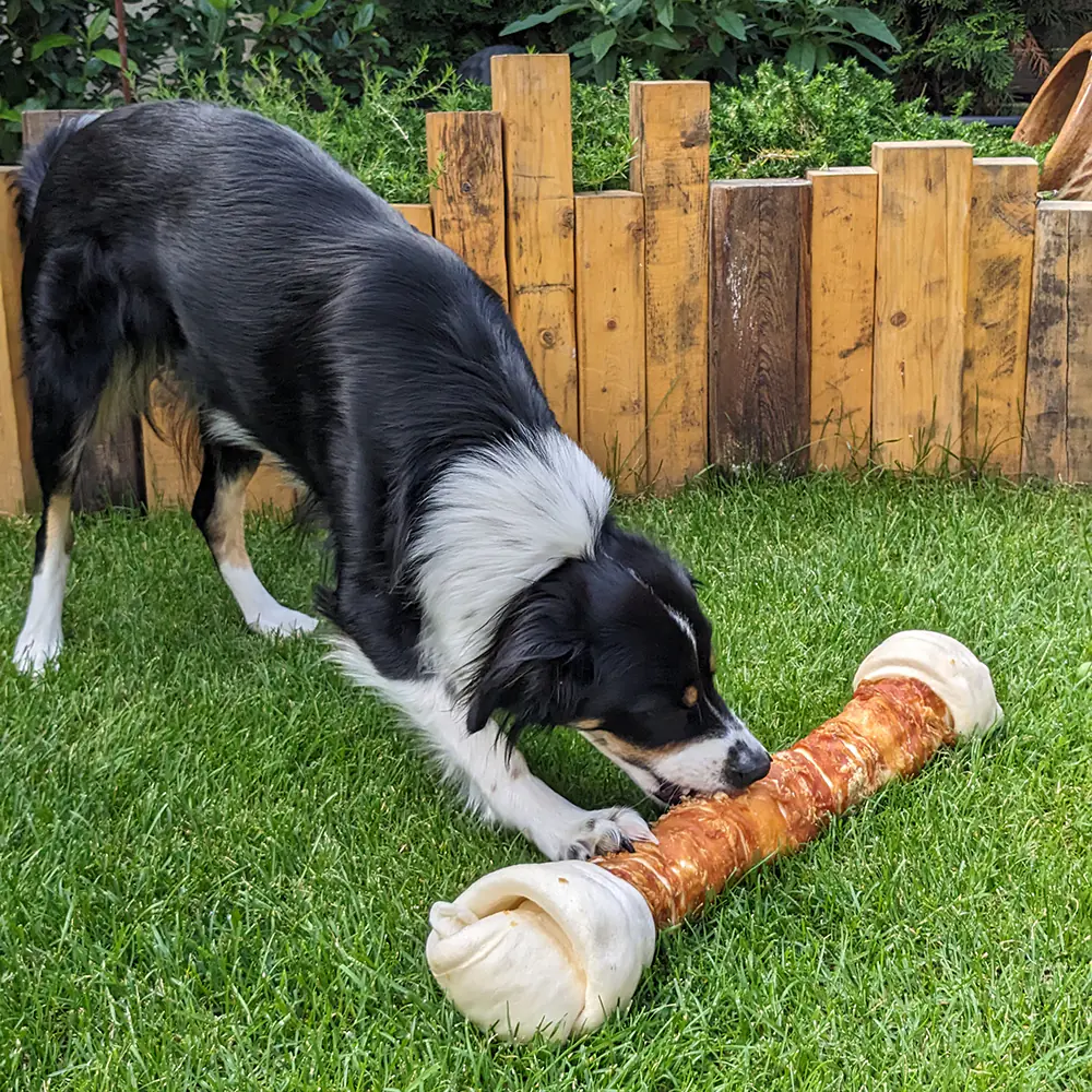 Nobby Hundeleckerli StarSnack Kaustange XXL 1 Stück Hähnchen
