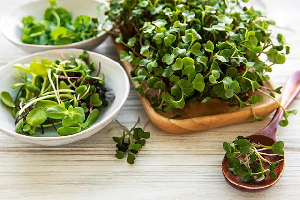 Microgreens anbauen