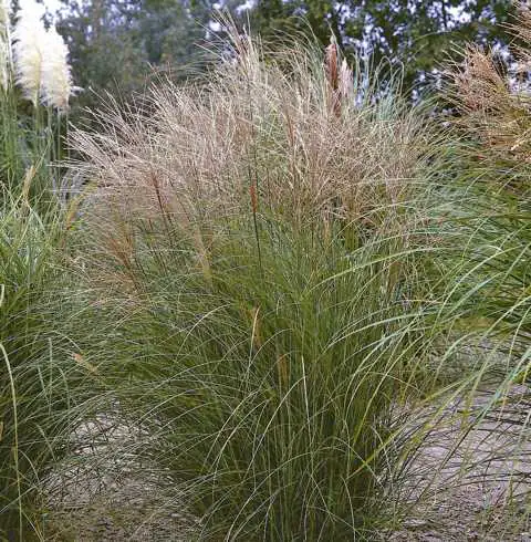 Chinaschilf Miscanthus sin. Kleine Silberspinne 23 cm Topf