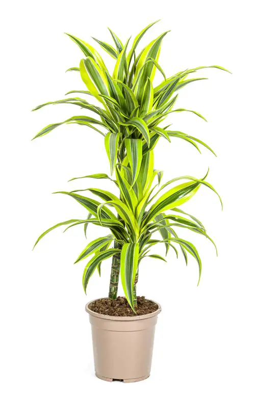 Dracaena deremensis Lemon Lime Drachenbaum 19 cm Topf 