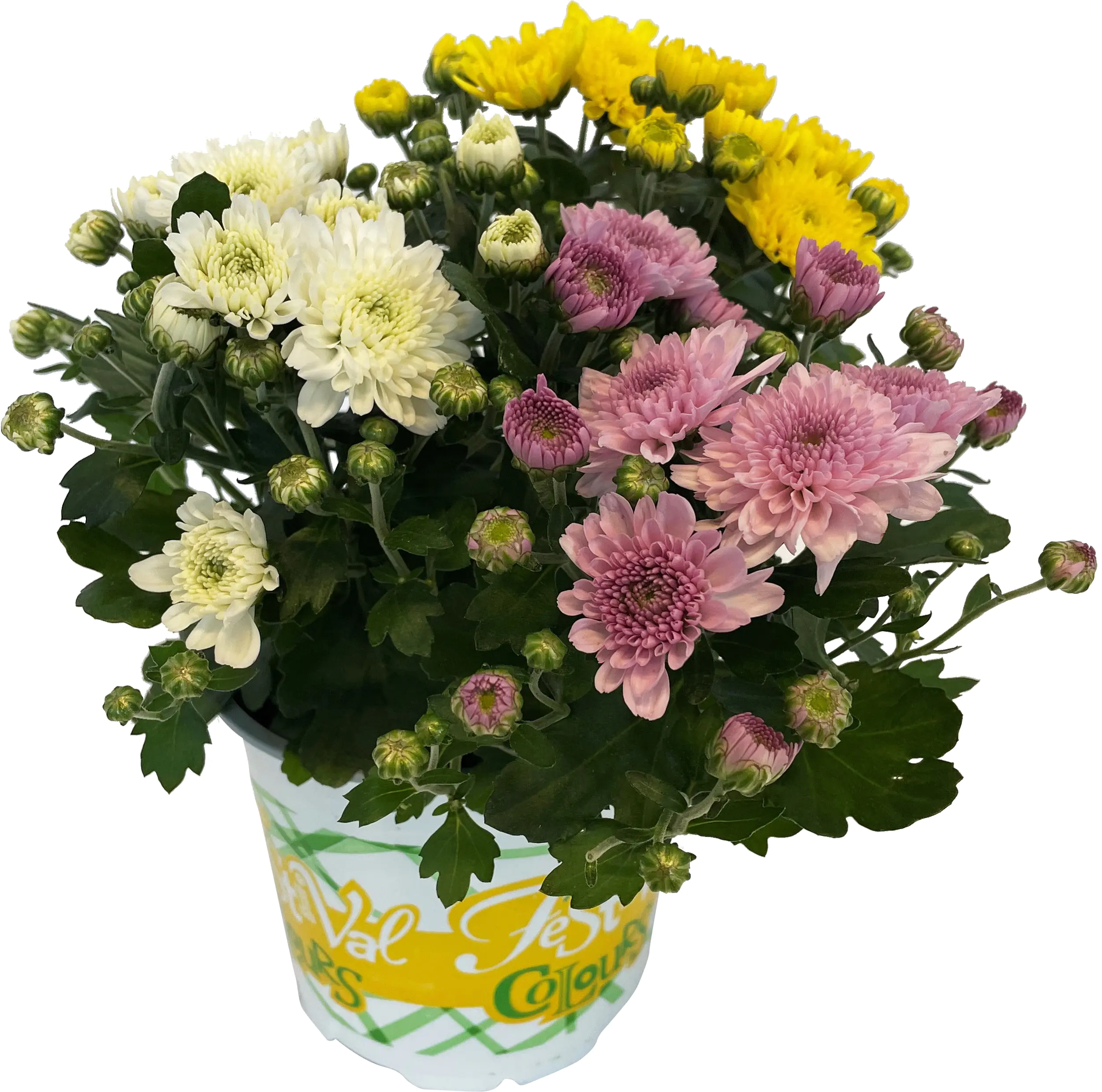 Chrysanthemum Garden Mum Trio 12 cm