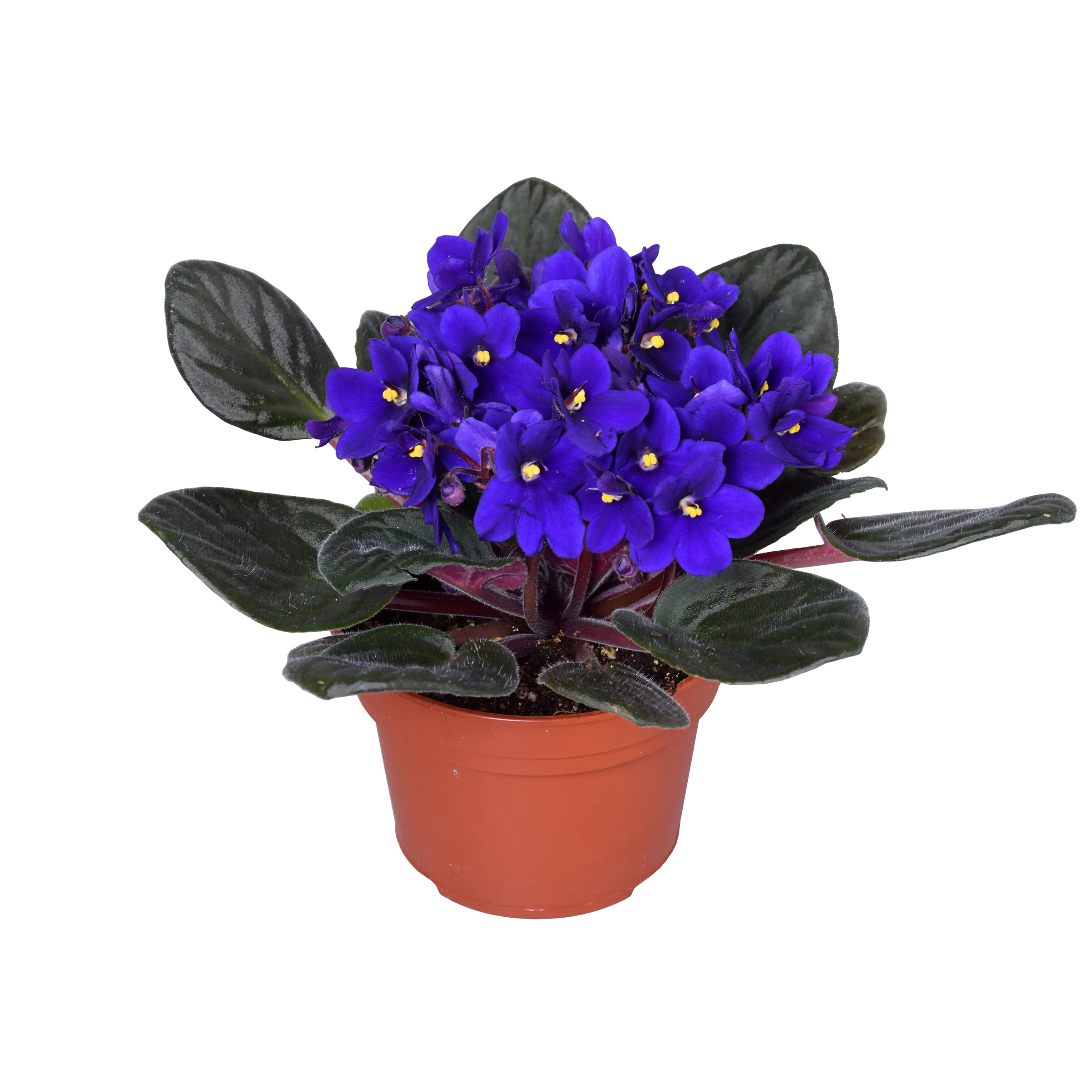 Usambaraveilchen Saintpaulia 12 cm Topf Usambaraveilchen Saintpaulia 12 cm Topf
