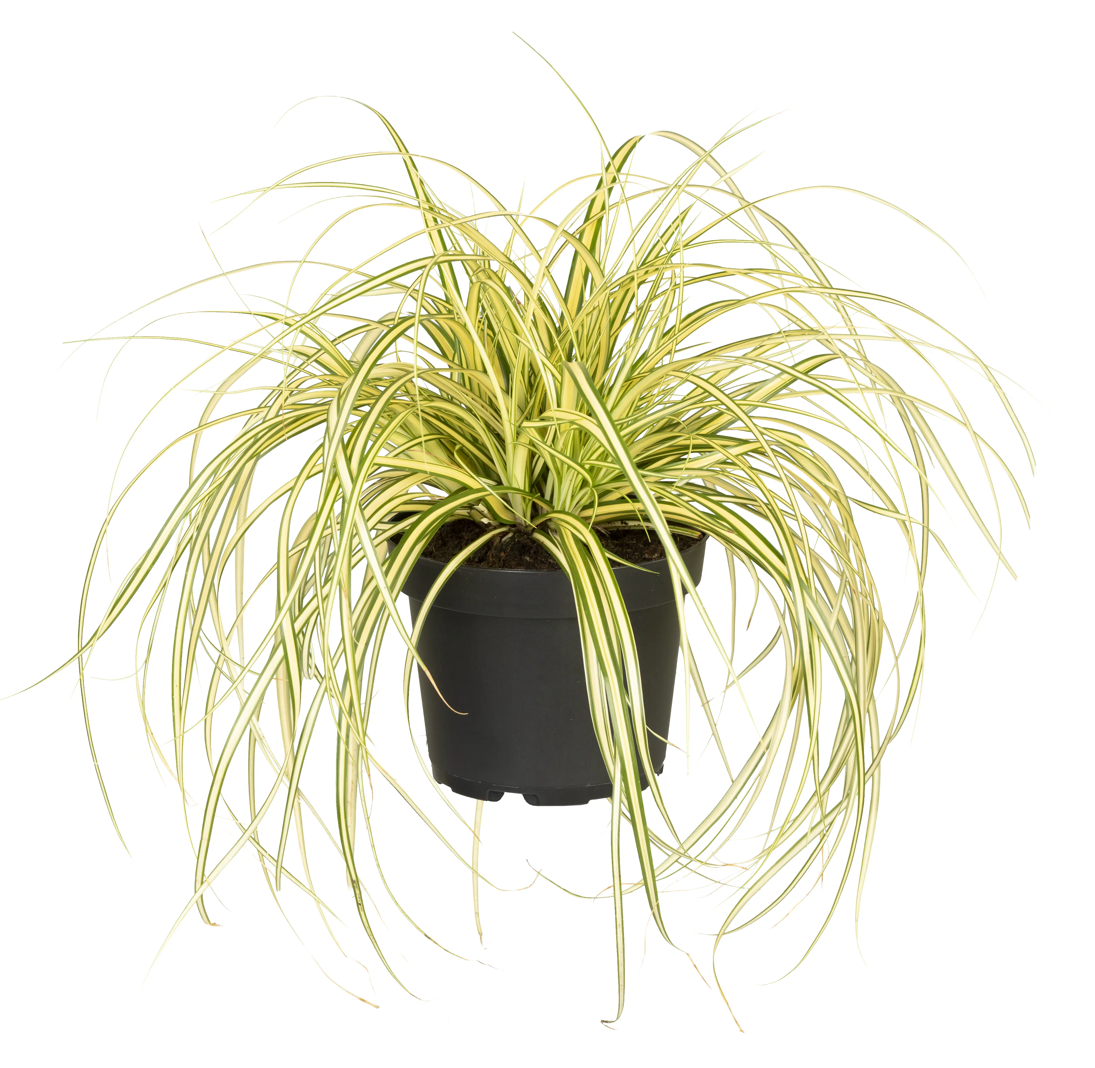 Gräser-Mix H 40 - 65 cm, 14 cm Topf