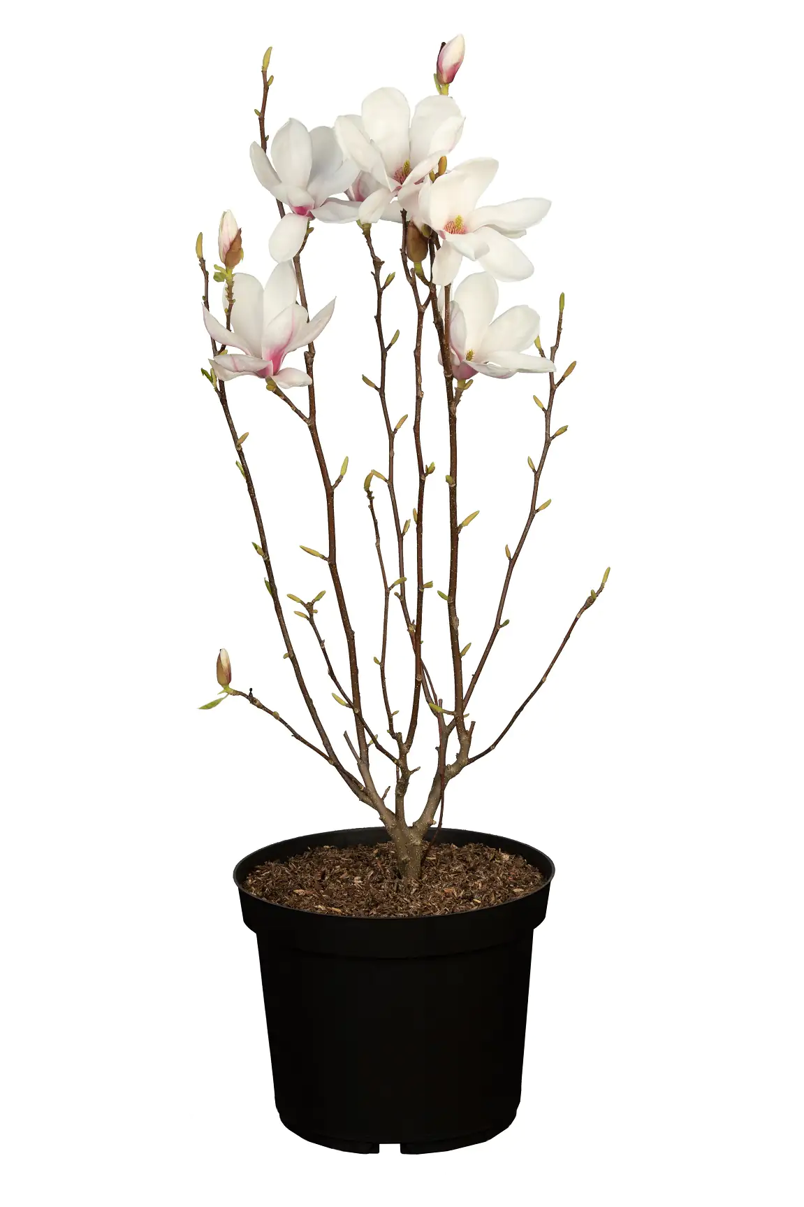Tulpenmagnolie 5 l Container Tulpenmagnolie 5 l Container