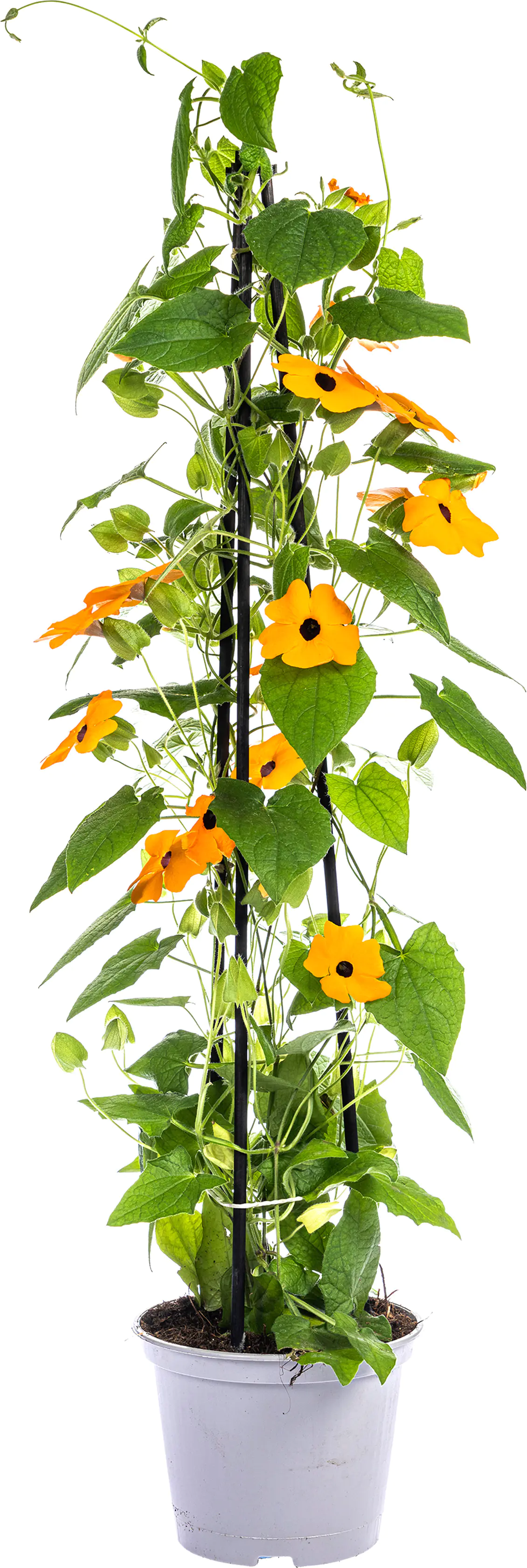Schwarzäugige Susanne Thunbergia im 13 cm Topf Schwarzäugige Susanne Thunbergia im 13 cm Topf