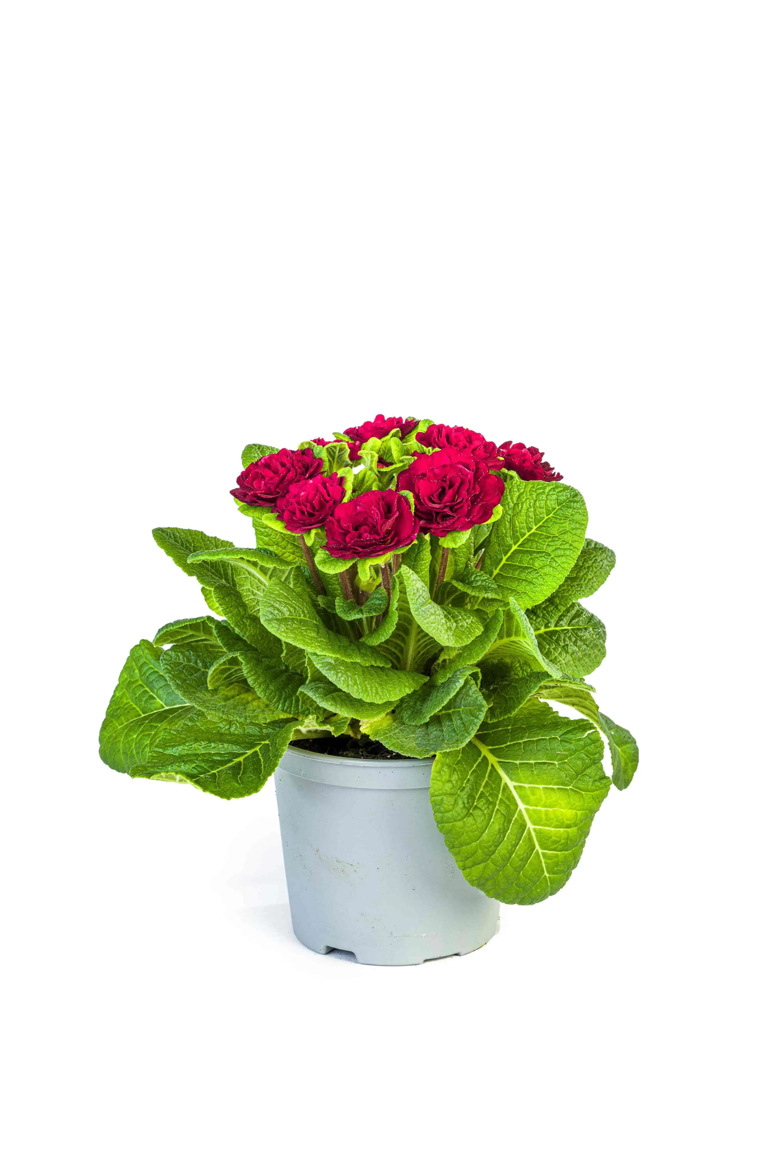 Primel Belarina 12 cm Topf