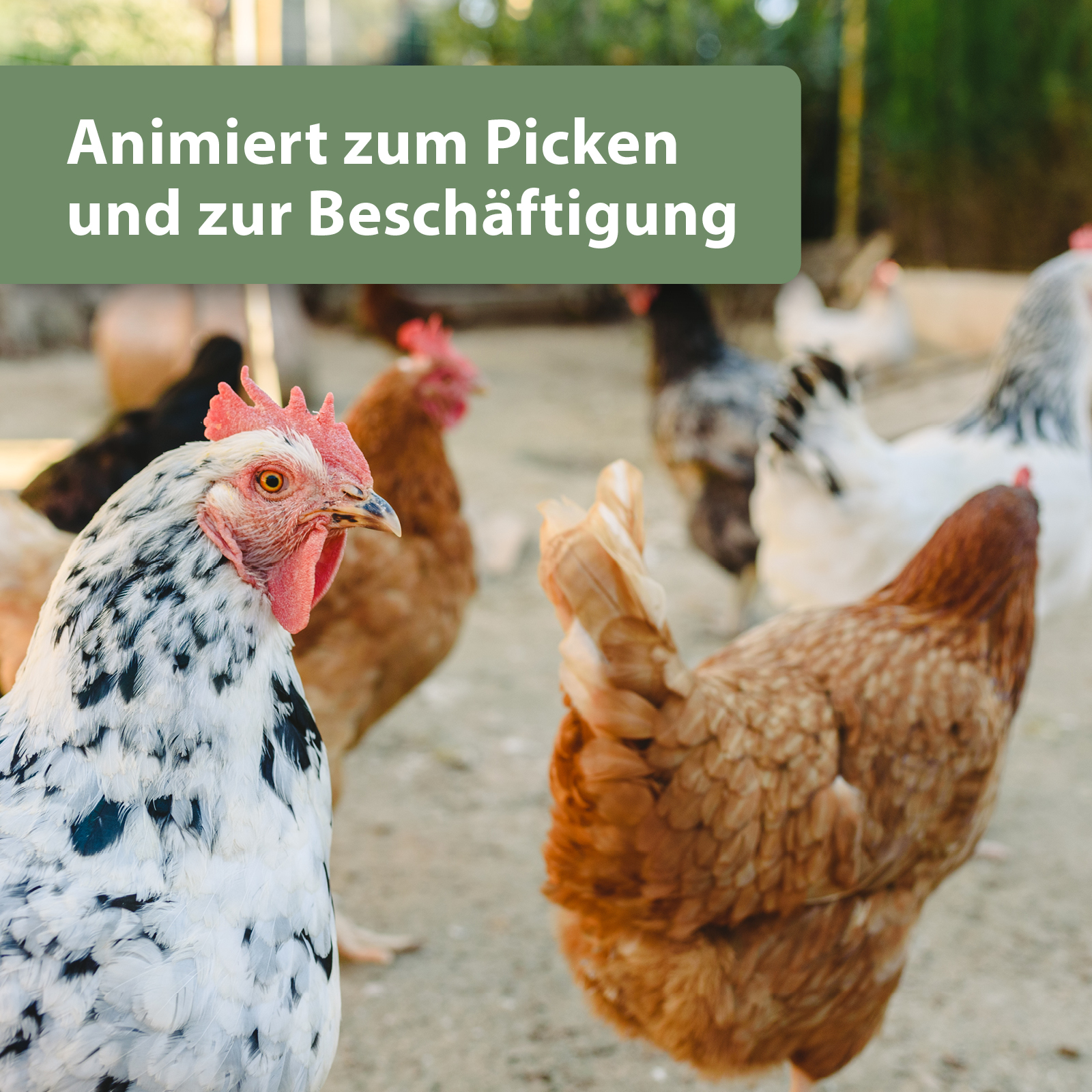 Quiko Hobbyfarming Fitness Kräuter-Pickrolle für Hühner und Geflügel 400 g