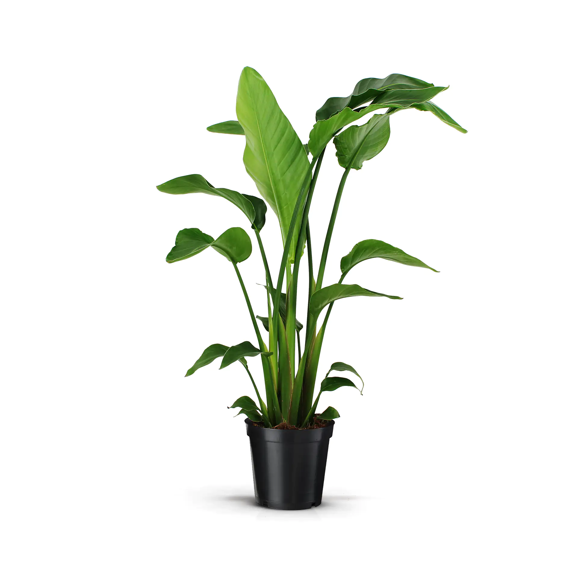 Grünpflanzen Mix 19 cm bzw. 21 cm Topf