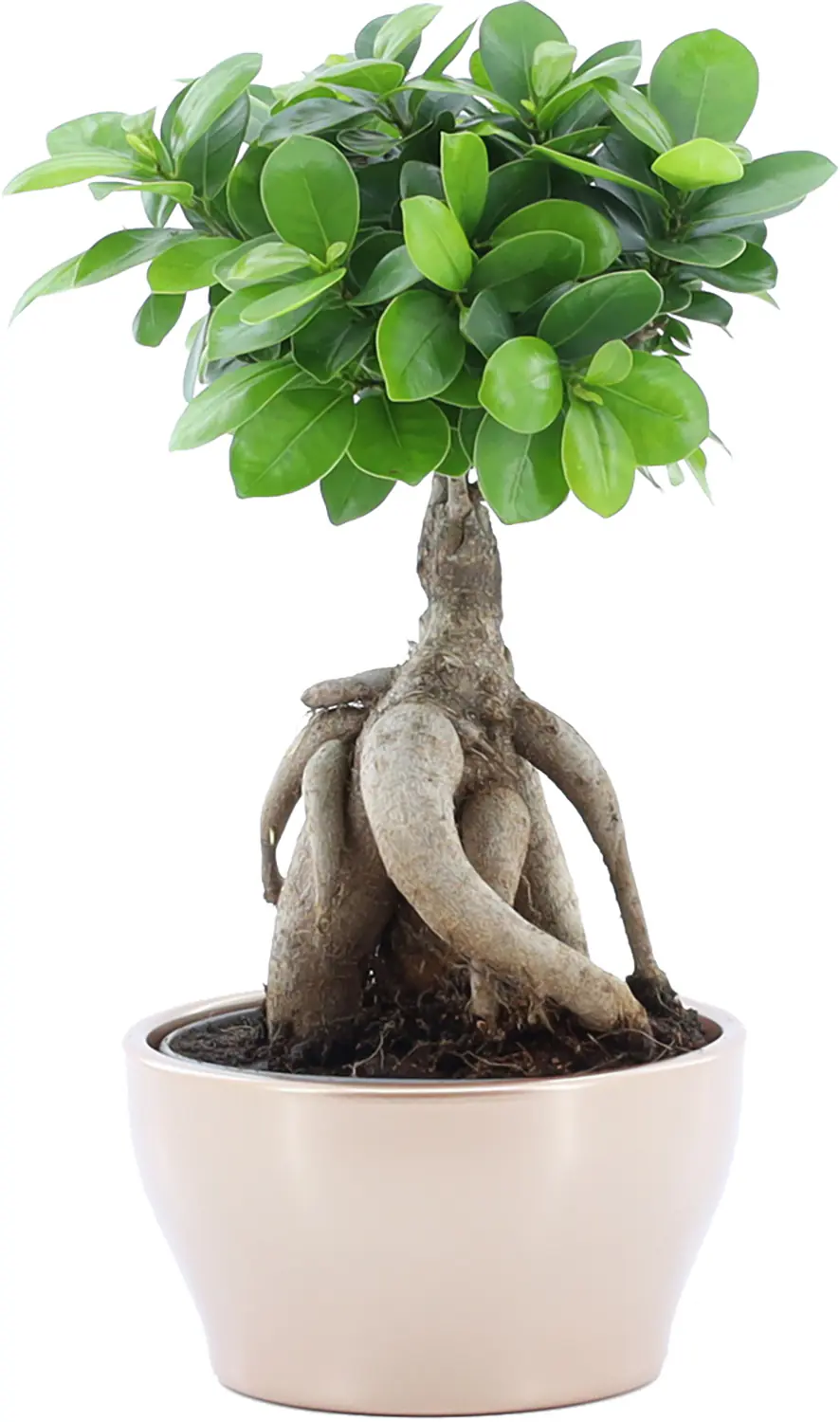 Ficus Ginseng Bonsai H 30 cm, inkl. 16 cm Keramiktopf
