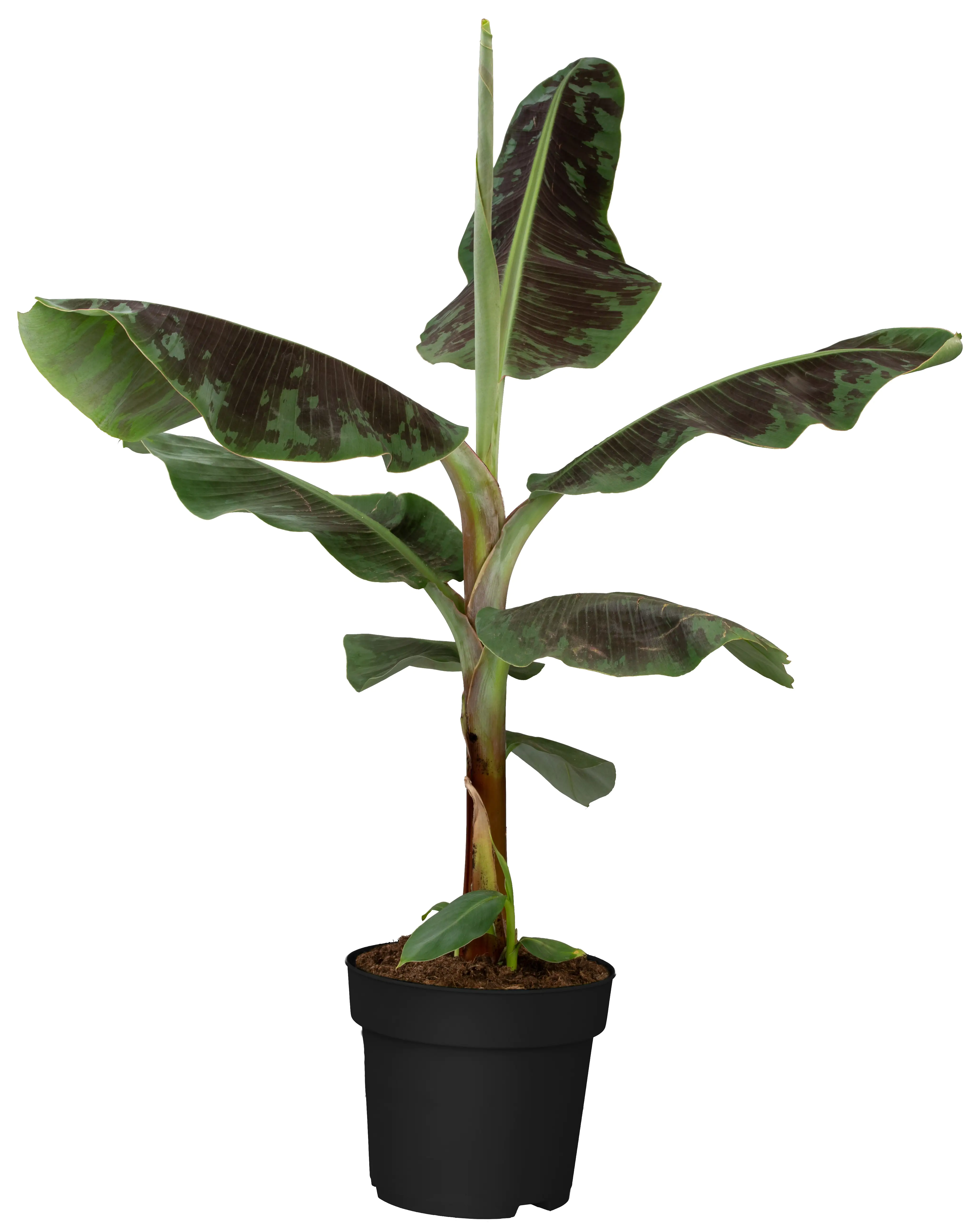 Bananenpflanze Musa acuminata Dwarf Cavendish H ca. 95 cm 21 cm Topf 