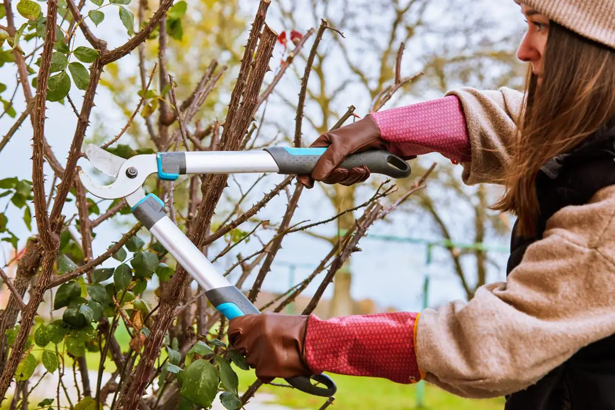 Gebol Handschuh Damascena   Gebol Handschuh Damascena