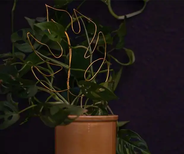 Rankhilfe für Zimmerpflanzen