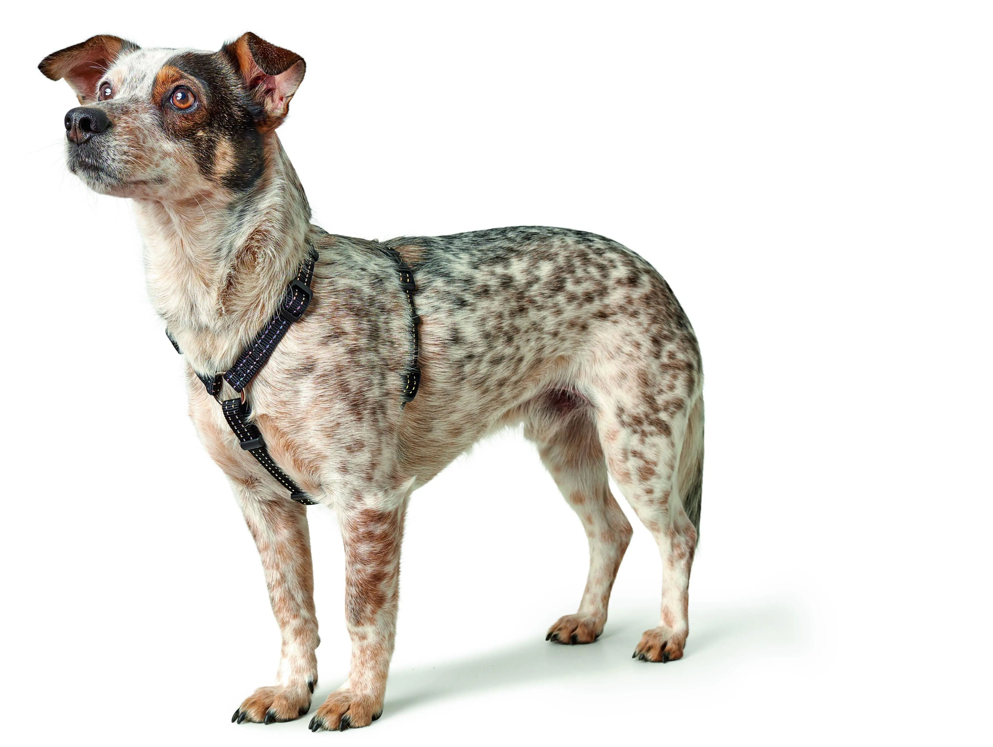 Hunter Hundegeschirr Tripoli S schwarz