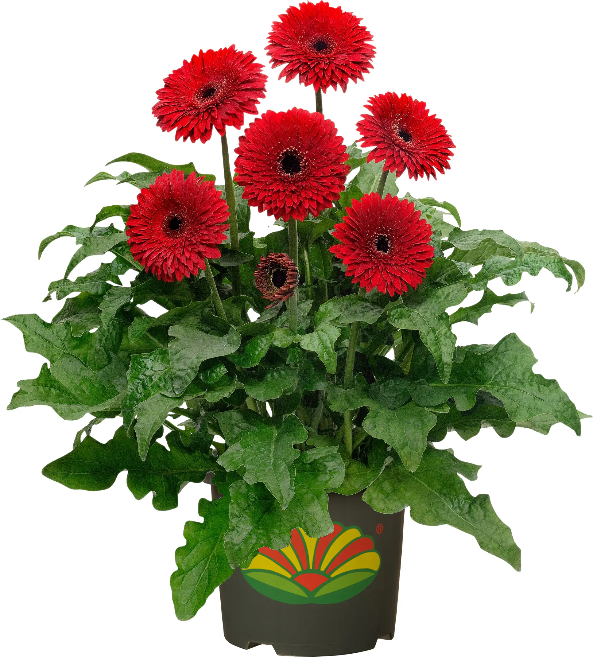 Gerbera in Sorten H 20 cm + 5 L Container Gerbera in Sorten H 20 cm + 5 L Container