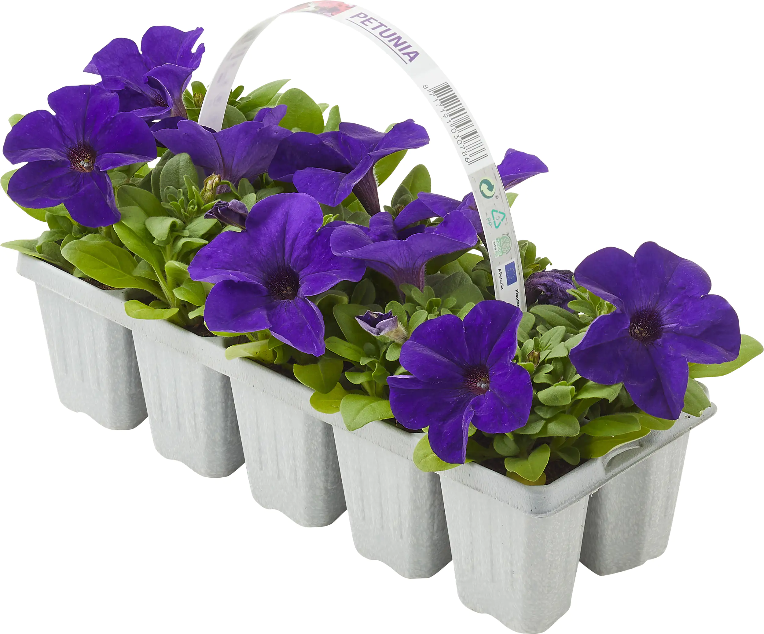 Gartenpetunie Petunia Grandiflora 10er Pack