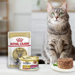 Eine Katze sitzt neben dem Katzennapf mit Nassfutter von Royal Canin.