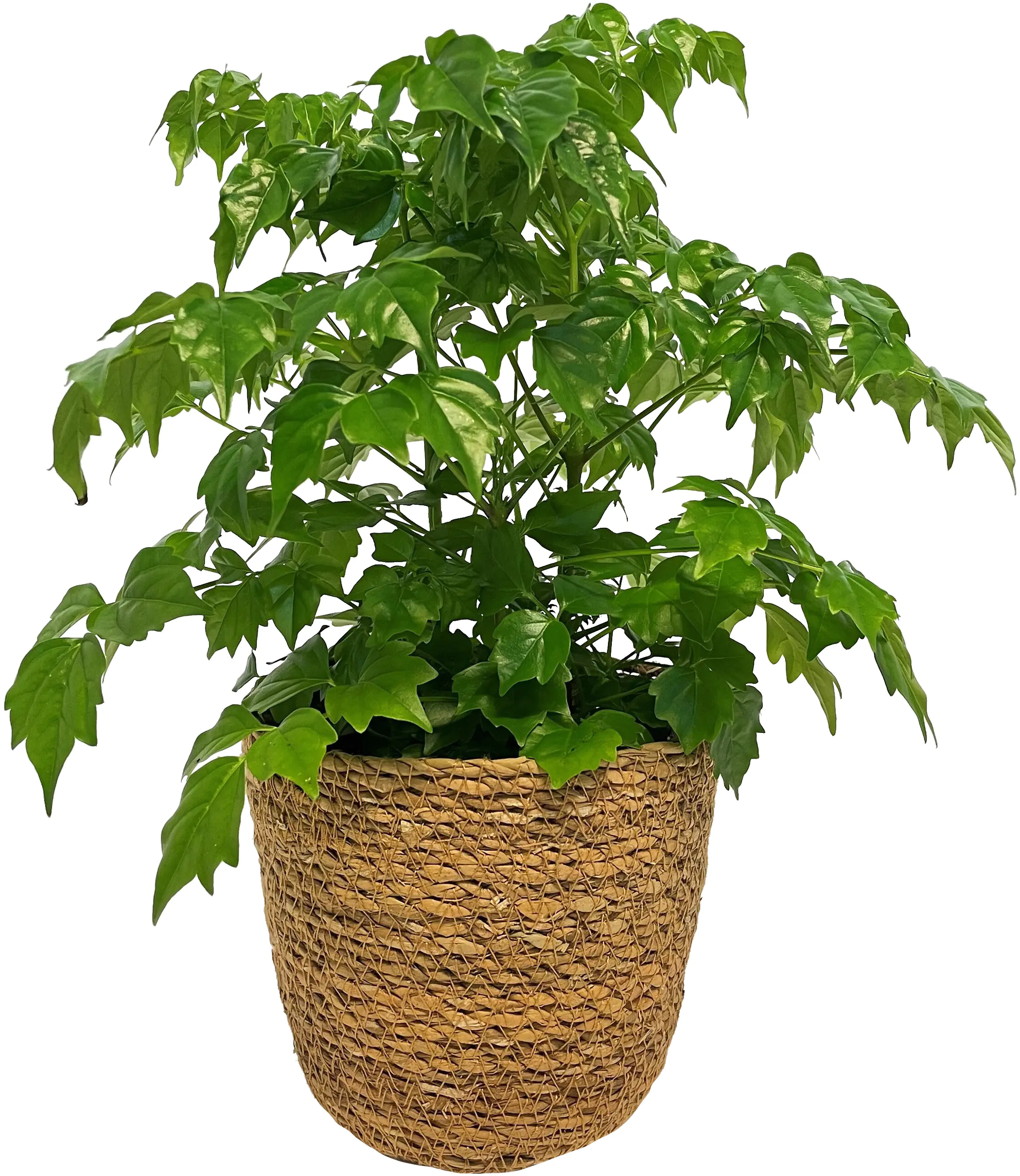 Grünpflanzen Mix 12cm im Meeresgras-Korb