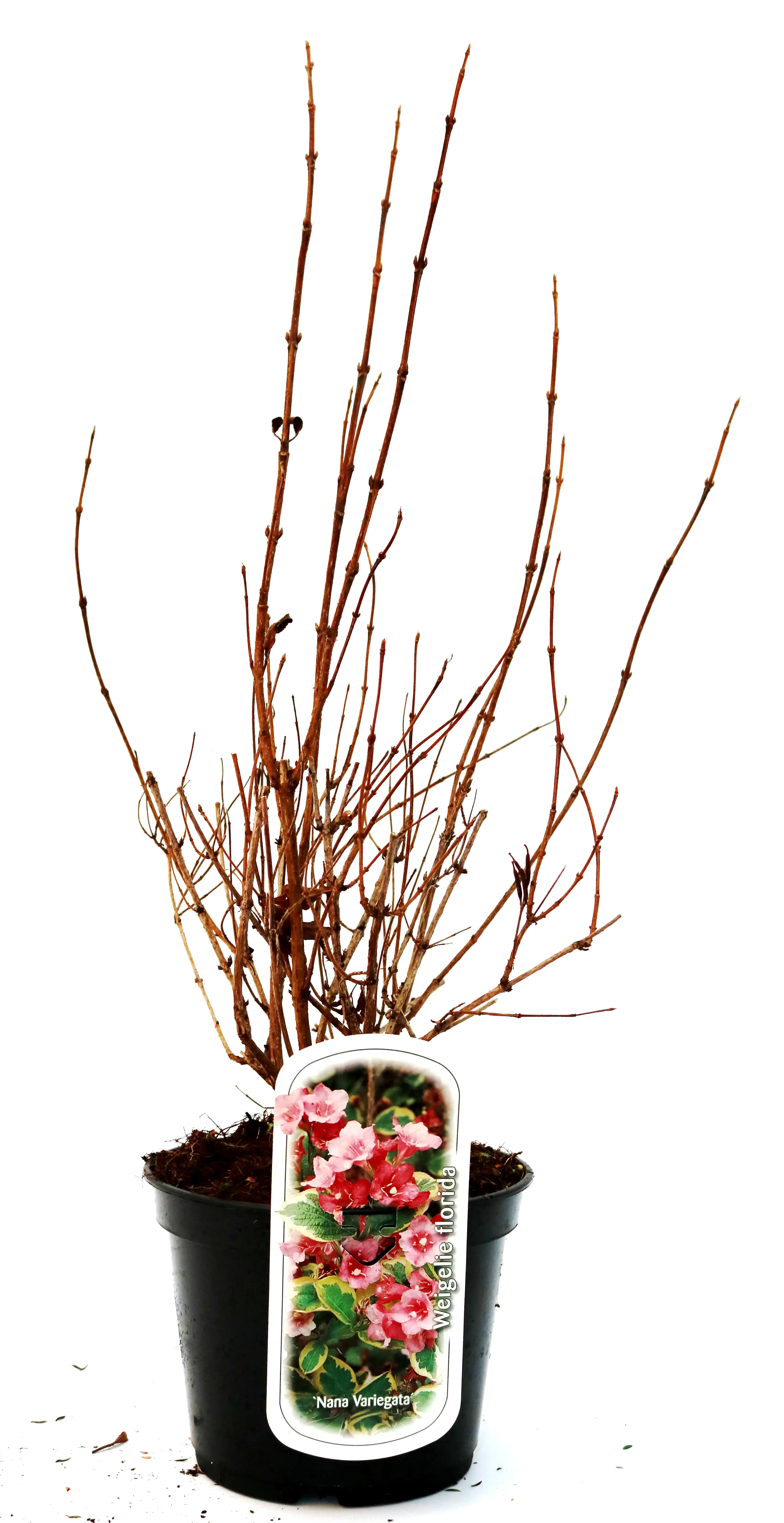 Buntblättrige Weigelie 3 l Container Buntblättrige Weigelie 3 l Container