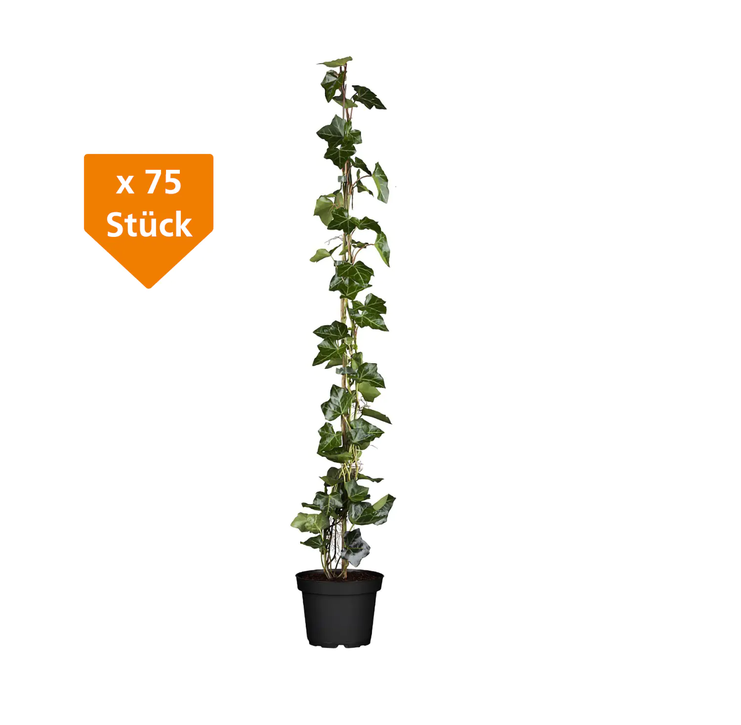 Großblättriger Efeu Hedera helix hibernica H 160 - 180 cm, 75 Stück